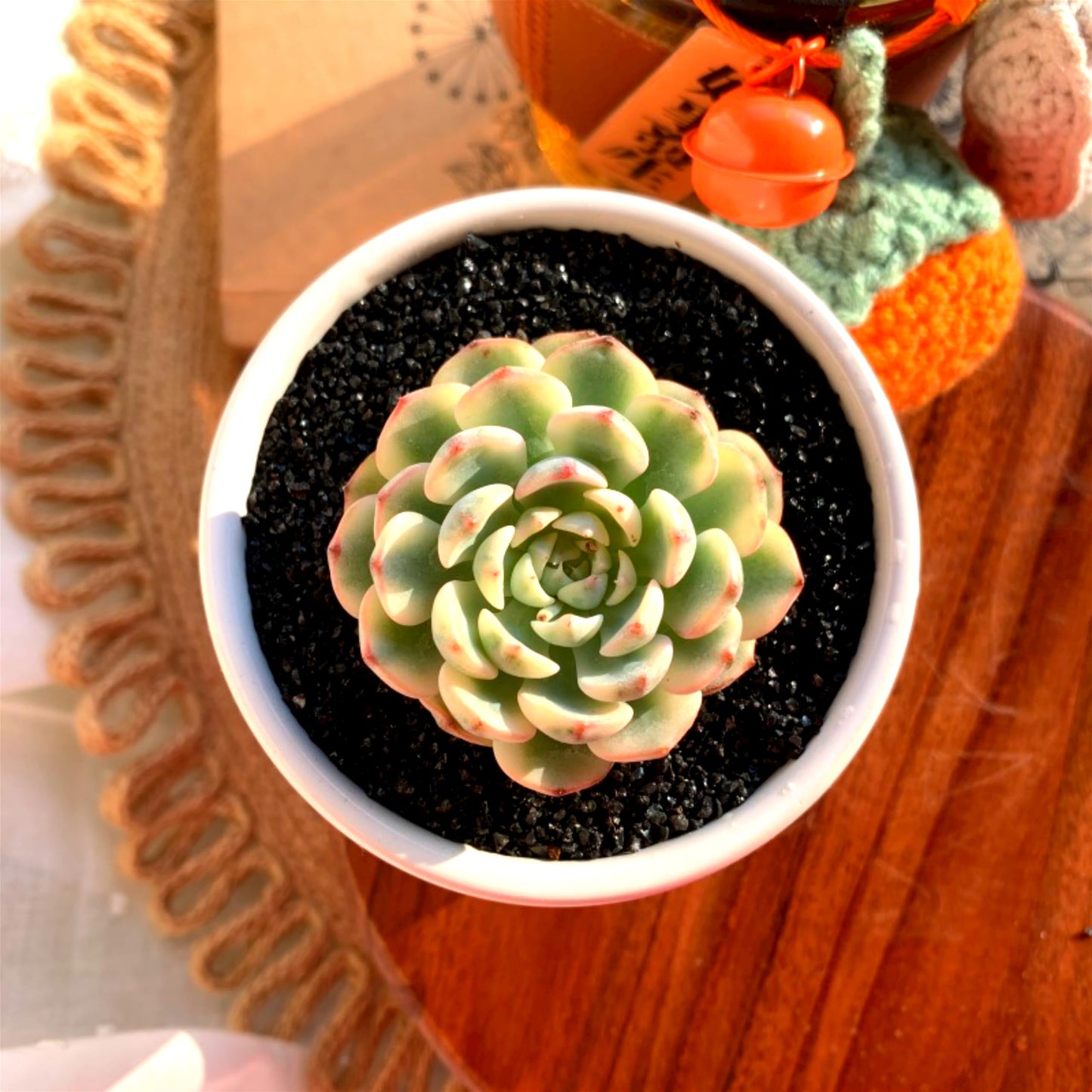 Echeveria Minima Rare Live Succulent Plants, Variegated 1 Head Pot Size 2.5" Orange Live Plant, Excludes Pot & Soil, Garden Indoor Office Desk, Party Baby Shower Decor, Gift for Plant Enthusiasts