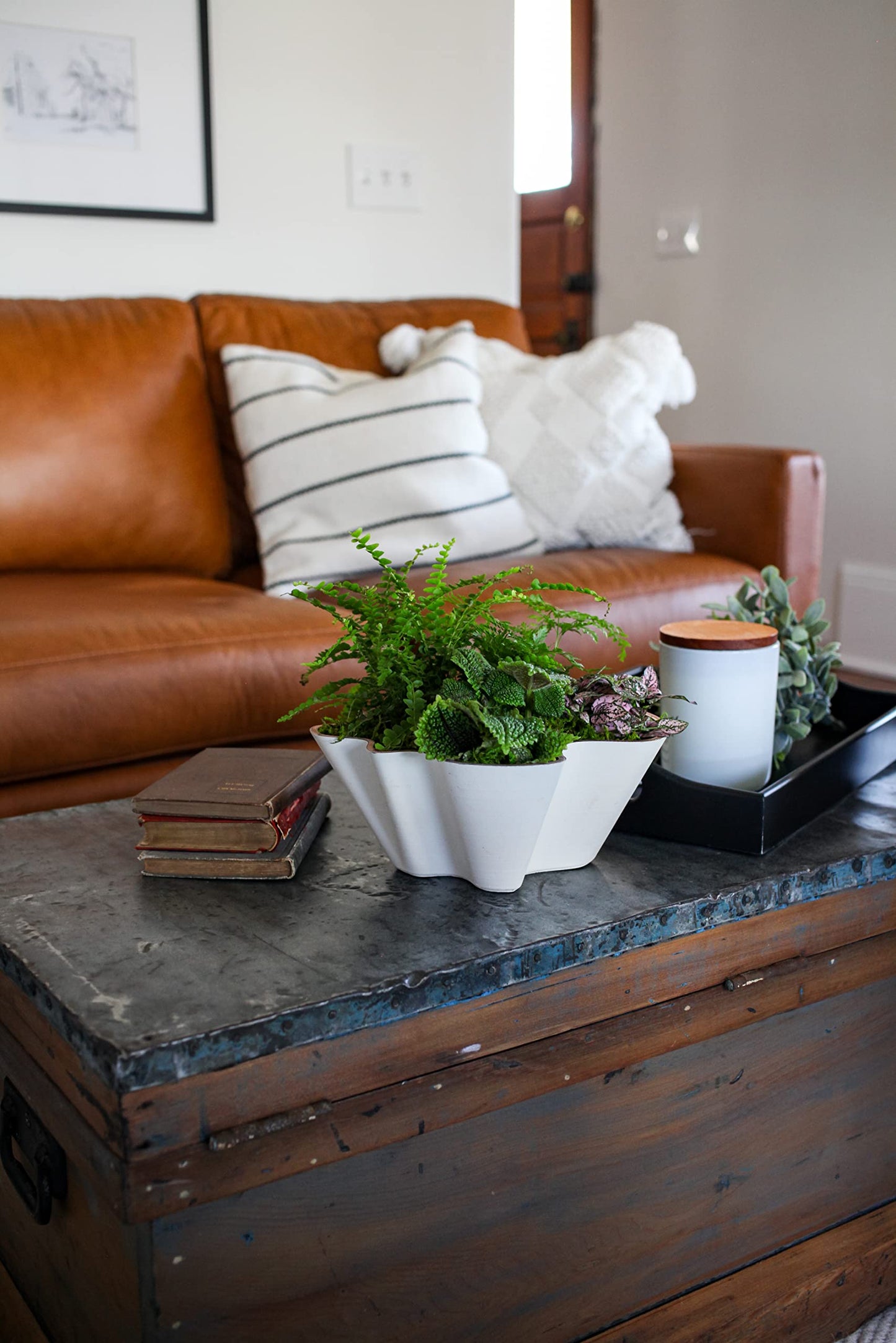 The HC Companies 6 Inch Venus Succulent Planter - Unique Decorative Shallow Plastic Plant Pot with Drainage, Vanilla Bisque