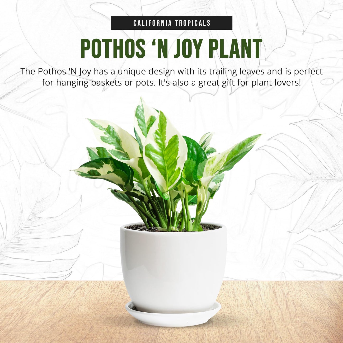 California Tropicals Pothos 'N Joy - 4" Live Plant - Variegated White and Green Leaves - Easy to Care for - Perfect for Home Decor, Gifts, and Office -