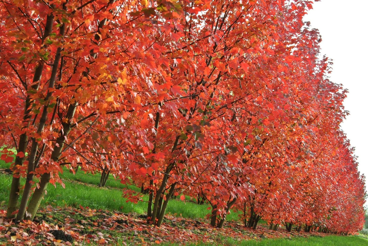 Live Plant - Brandywine Red Maple Tree - Live Plant - 12-24" Tall - Quart Pot - Ships Potted