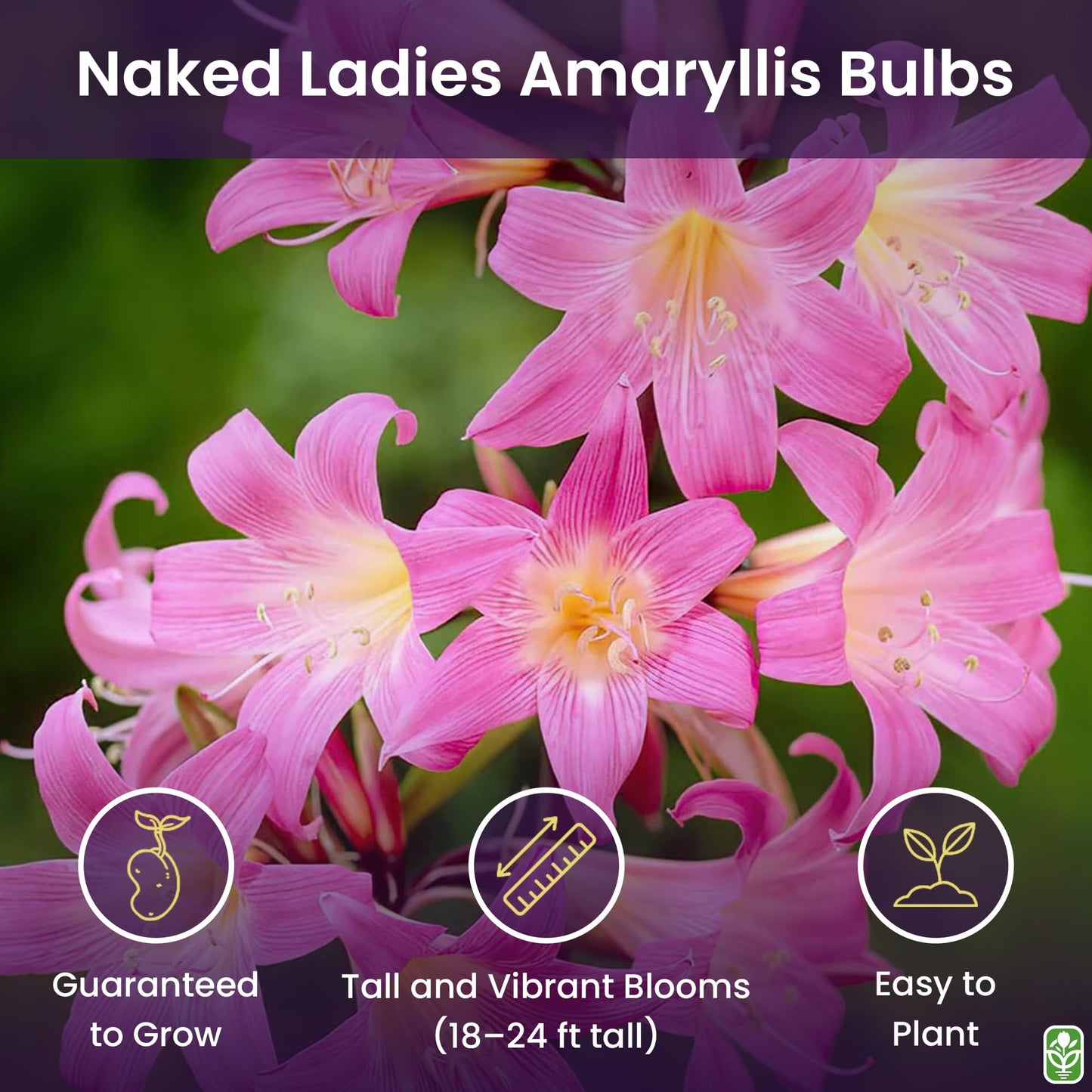 Naked Ladies Amaryllis Belladonna Bulbs – 3 Bulbs for Planting, 16–24" Tall – Elegant Indoor & Outdoor Plant – Ideal for Seasonal Decor – Low-Maintenance Amaryllis Bulbs (Not in Wax)