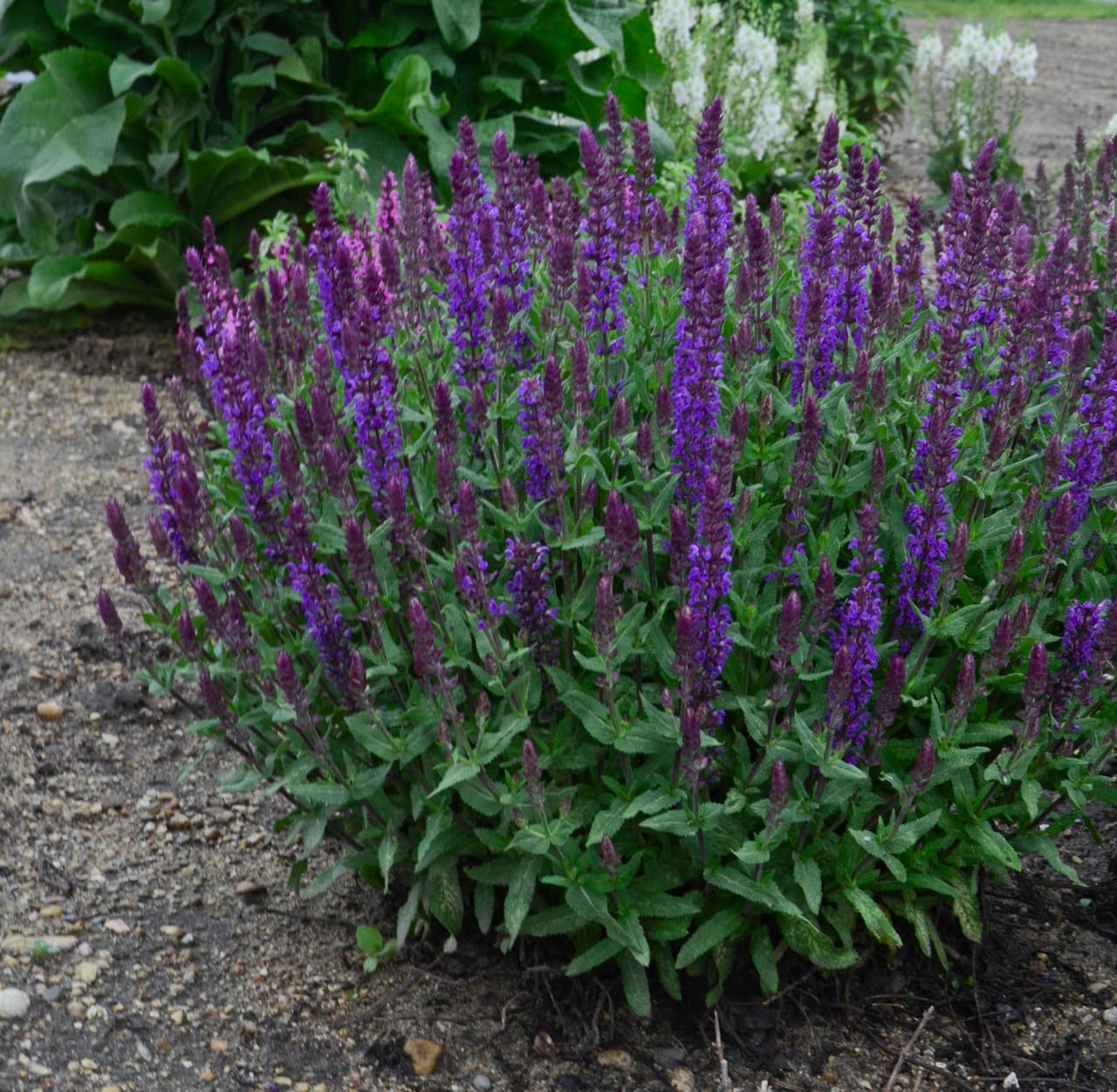 Woodland Sage Live Plants, Salvia nemorosa, Violet-Blue Flowering Perennial, Attracts Pollinators, 2 Pack
