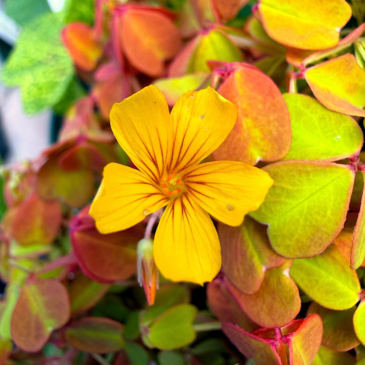 Oxalis spiralis ‘Aurea’, Amber Plum Crazy, Golden/Amber Oxalis, Amber Shamrock, Non-Invasive Wood Sorrel, Perennial or Houseplant, Container Size: 3" (2.6x3.5)