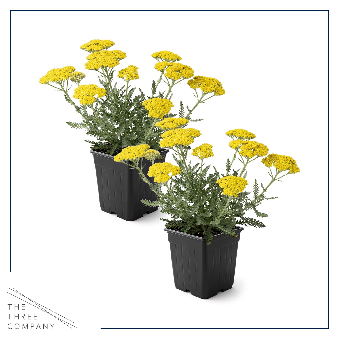 Live Achillea Yarrow 2-Pack – Moonshine Yellow – Drought Tolerant Perennial, Pollinator Friendly, 10” Tall, 1 Qt Pot