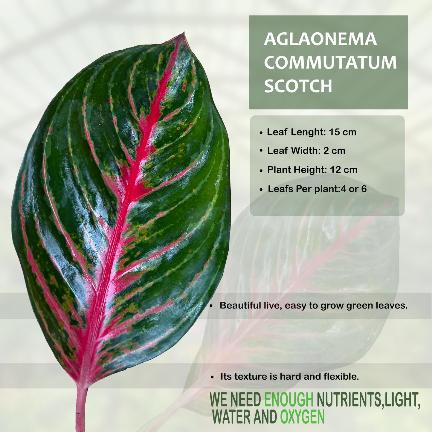 LEAL PLANTS ECUADOR Aglaonema Commutatum 'Schott' (Red Vein) – Rare Dark Foliage Chinese Evergreen – Live Indoor Plant