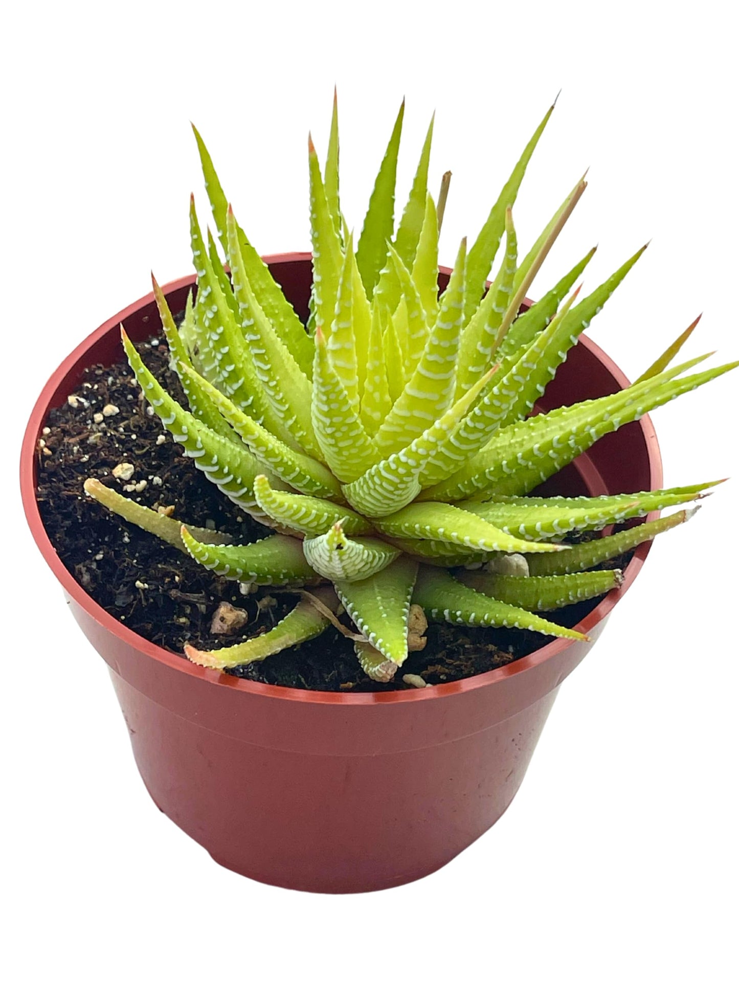 Live Succulent 4" Variegated Haworthia Fasciata, Succulents Plants Live Fully Rooted House Plant for Home Office Decoration, DIY Projects by The Succulent Cult