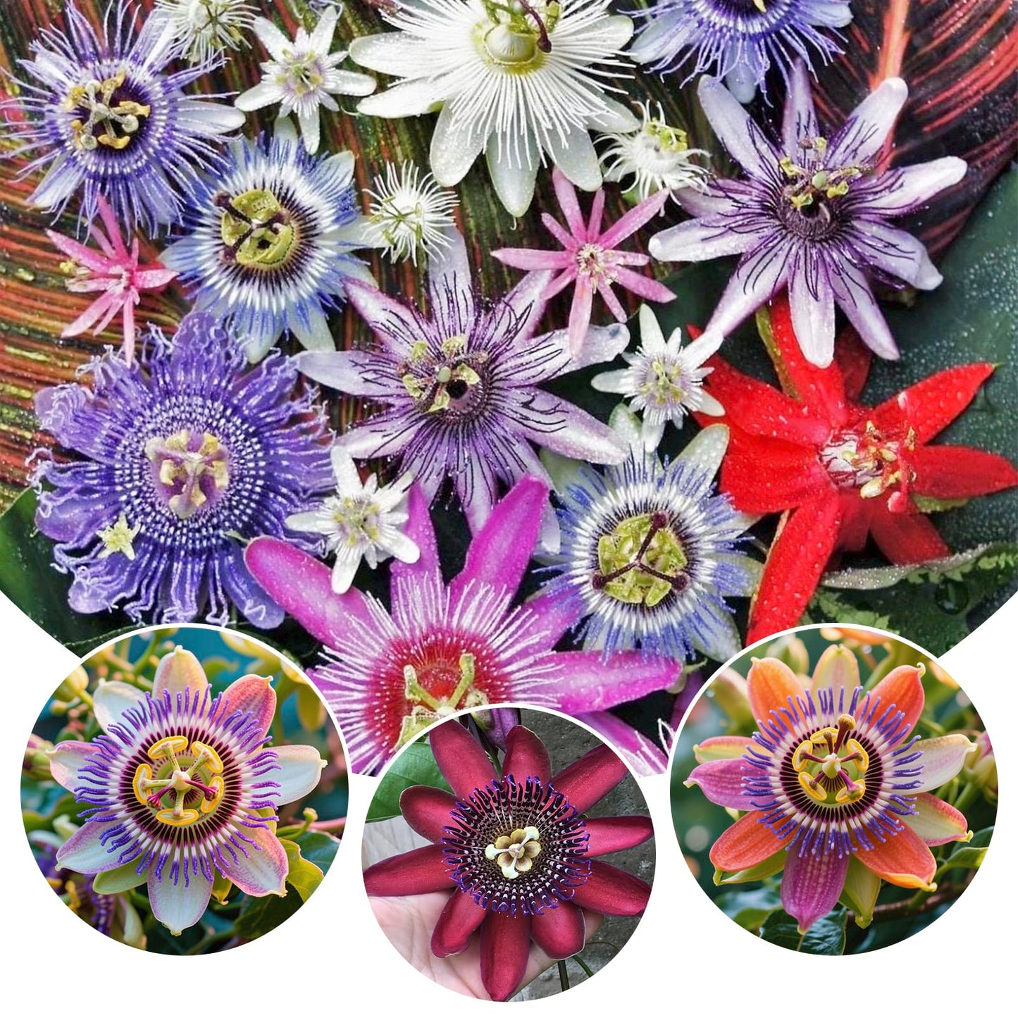 45+ Perennial Passiflora Caerulea Passion Flower Seeds for Planting-Non-GMO Heirloom Plant Seeds Garden Outdoor,Fast-Growing Climbing Flower