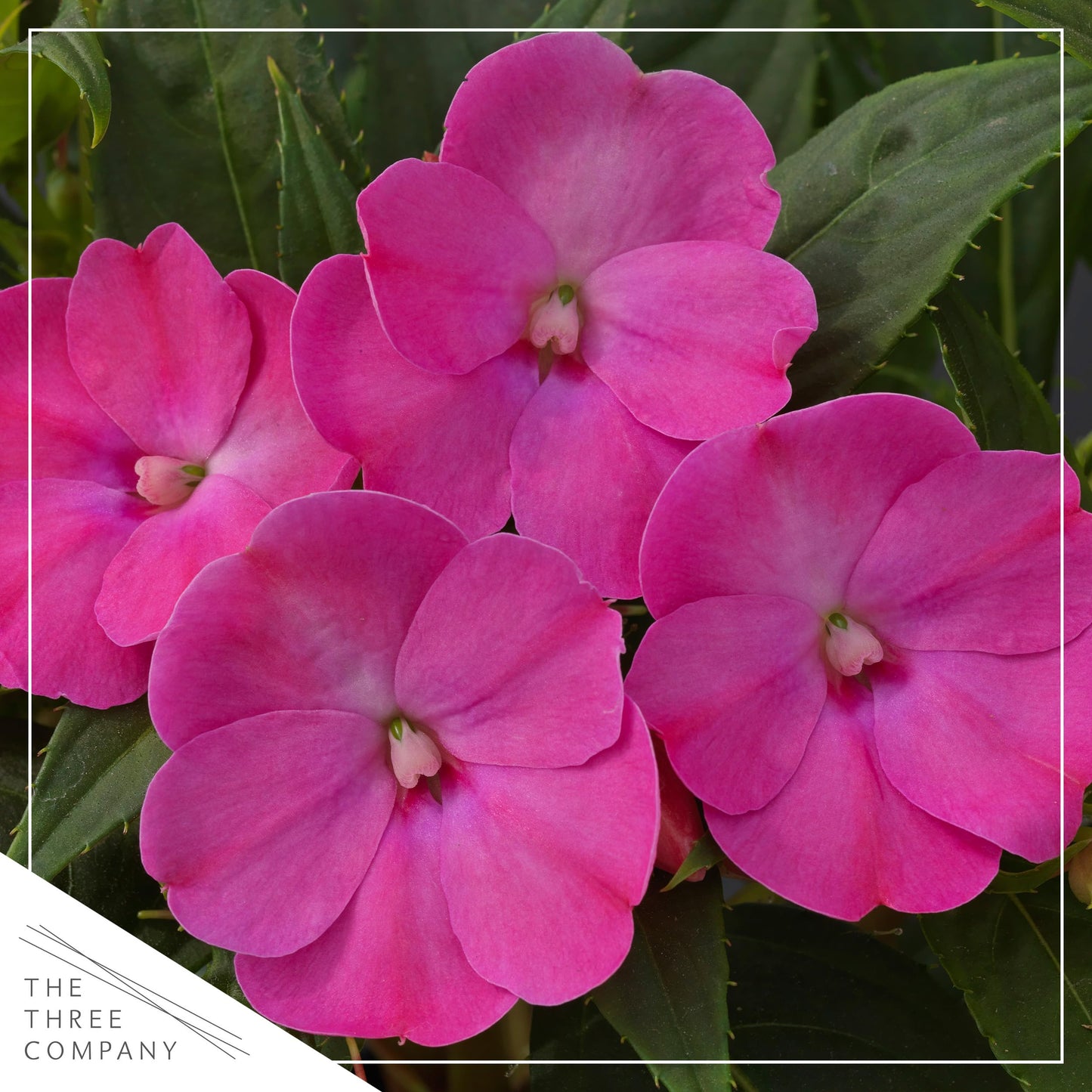 Live Flowering Sunpatiens - Purple (2 Plants Per Pack), Beautiful Annual Summer Color, 10" Tall by 6" Wide in 1 Quart Pot