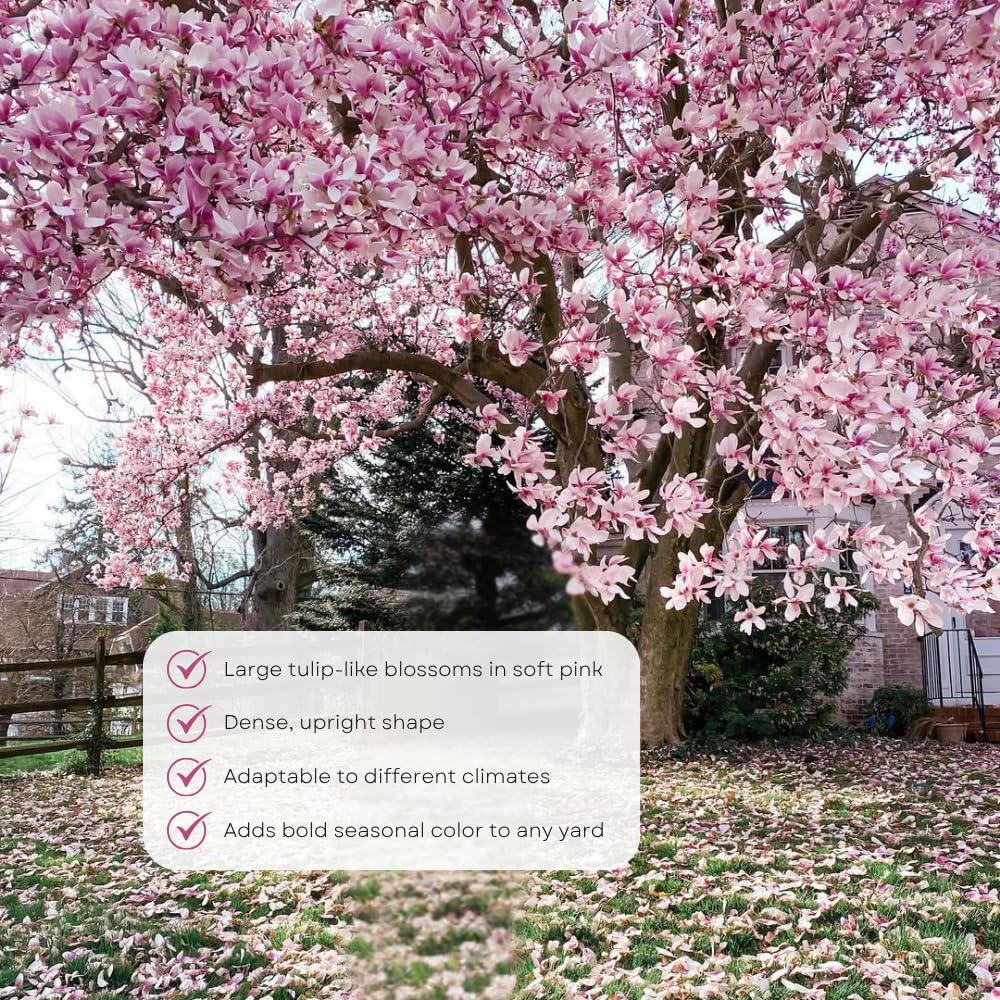 Magnolia Trees Live Plants, Jane Magnolia Tree, Pink Blooms, Well Rooted in 3 Gallon Pot, 3 Feet Tall, Fragrant Pink Flowers for Patio and Garden, No Ship to CA