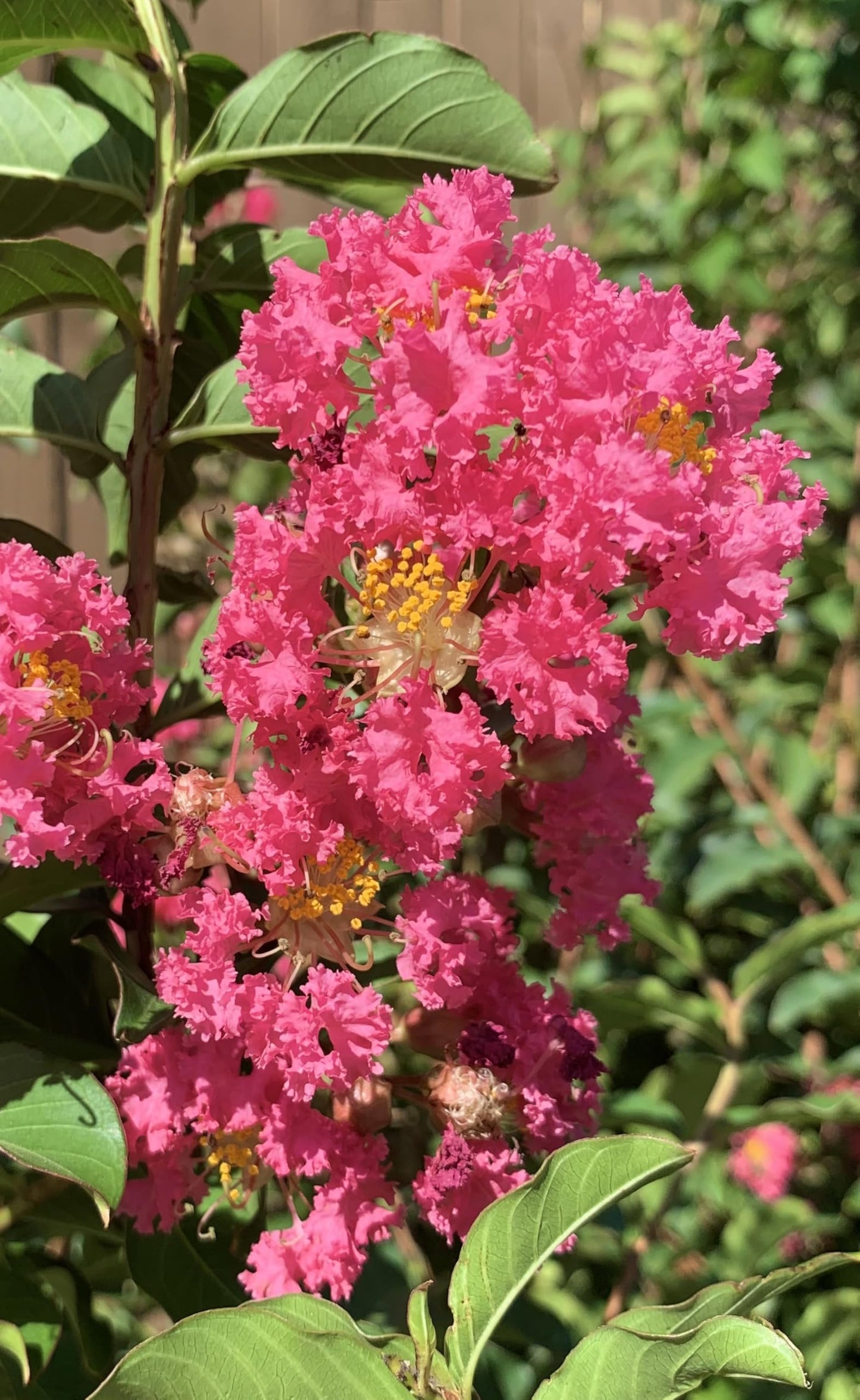 Tuscarora Crepe Myrtle Trees - Pink Blooms - Quart Containers - FIBROUS Root System - Grown by Crape Myrtle Guy - Live Plants (4)