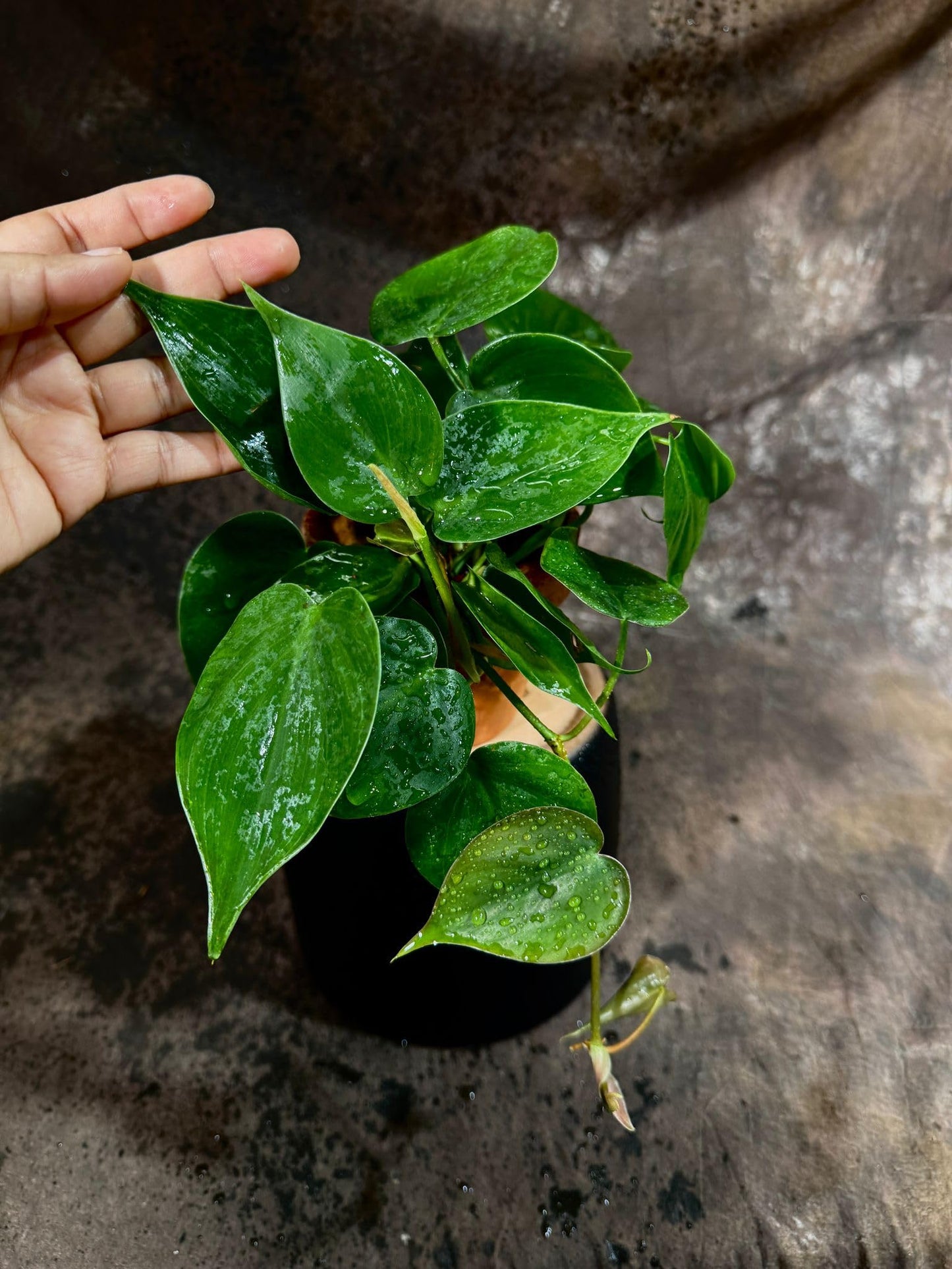 PLANTVERS Heart Leaf Jade Philodendron in a 4" Nursery Pot - Philodendron Hederaceum - Vining Houseplant - Low-Light Indoor Plant - Easy Care Air-Purifying Plant