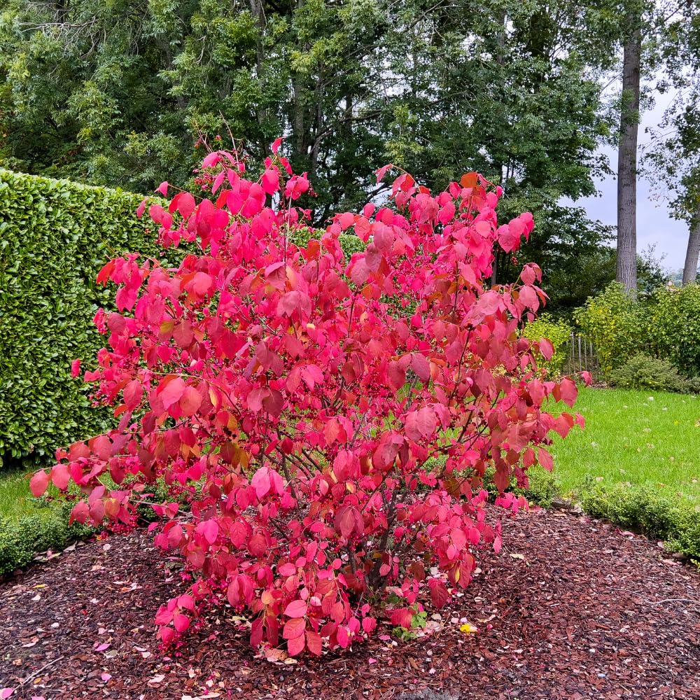 Dwarf Burning Bush Live Plant in Quart Pot, Red Burning Bush Shrubs for Outdoor Planting, 6 to 10 Inches Tall, Perennial Vibrant Bushes