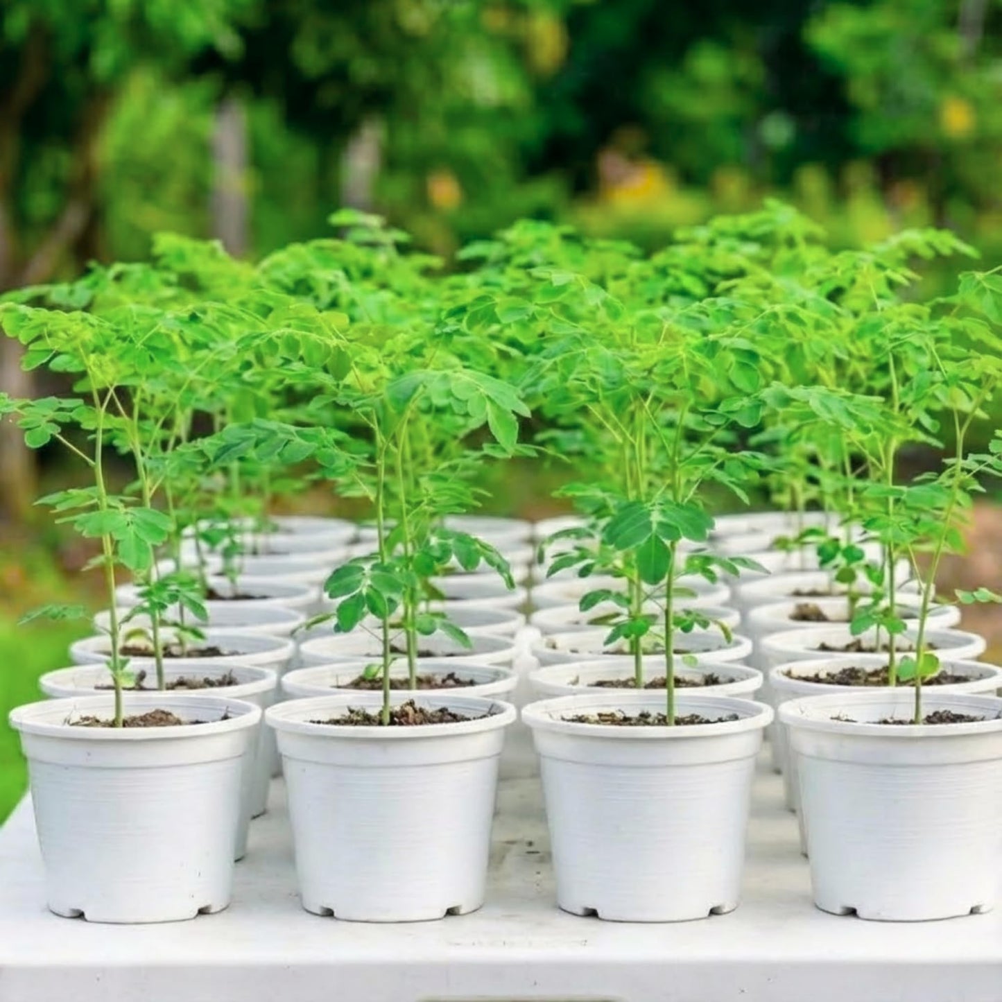 2 Moringa Trees Plants Live for Planting, Moringa Oleifera, Malunggay Well Rooted, 6 to 10 Inches Tall, No CA