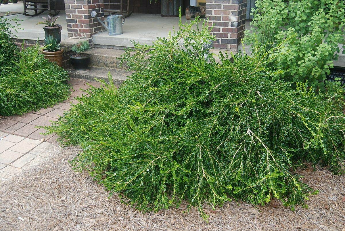 Unraveled Weeping Boxwood (Buxus) - Live Plant - (1 QT)