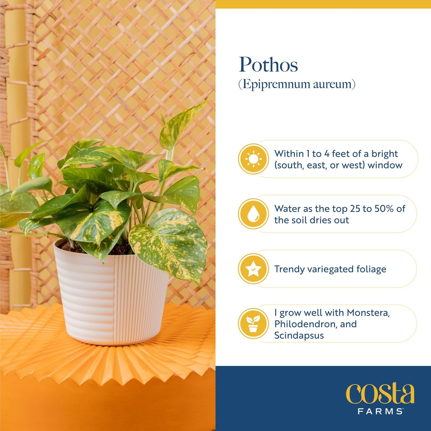 Costa Farms Golden Pothos Live Plant in Decorative Pot, Easy to Maintain, Air Purifying Indoor Houseplant, Home, Room, or Office Decor, Great House Warming or Birthday Gift, 12-14 Inches