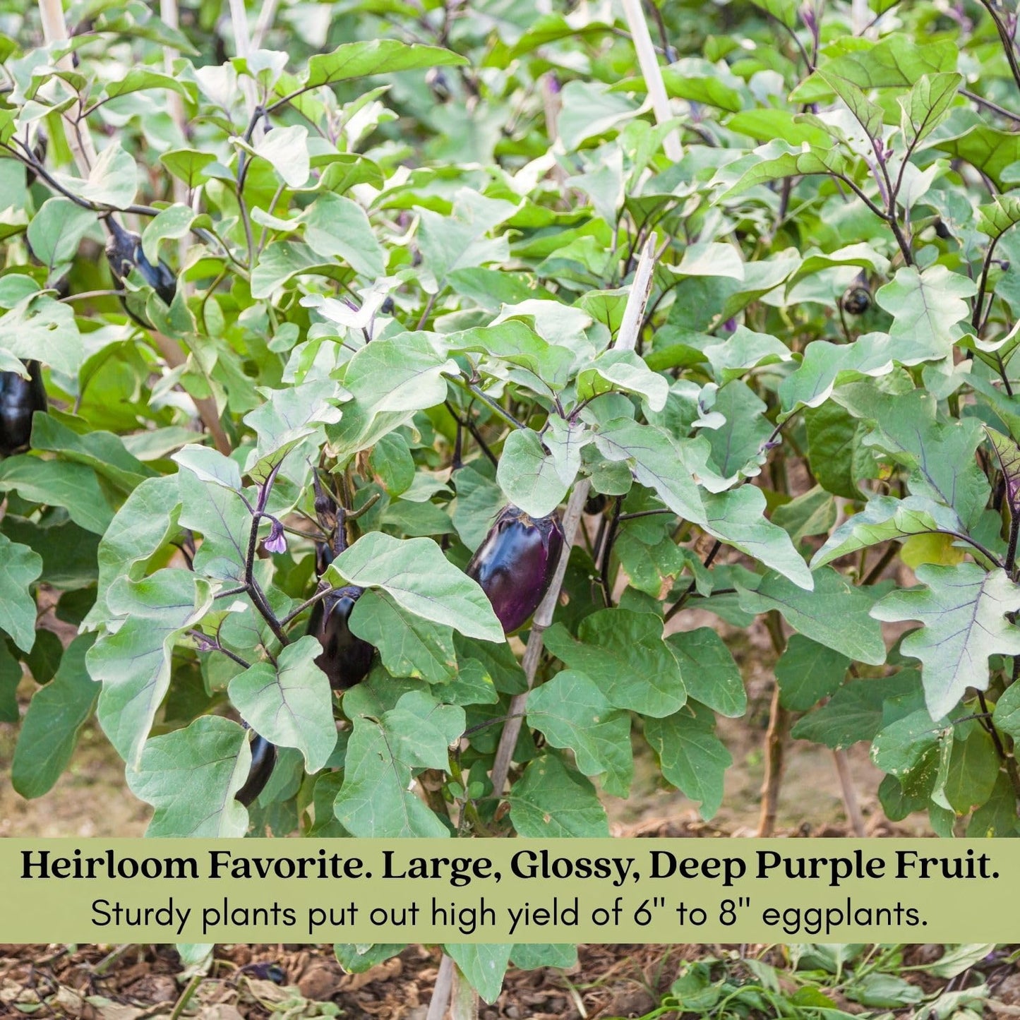 Clovers Garden Eggplant Black Beauty Plants - Two (2) Live Plants – Non-GMO - Not Seeds - Each 4" to 8" Tall – in 4" Inch Pots - Heirloom Variety, High Yield, Heat Tolerant