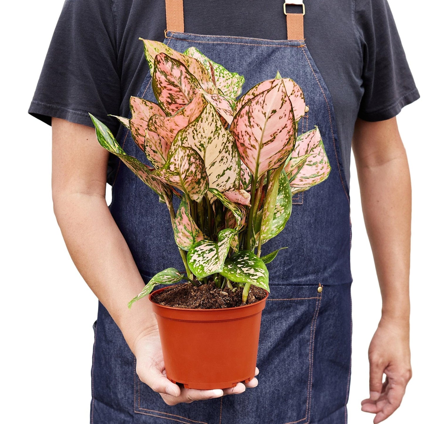 8 Pack Chinese Evergreen 'Lady Valentine' in 6in Pot - Live Plants Tropical Houseplants | Variegated | USA Growers | The Snobby Leaf