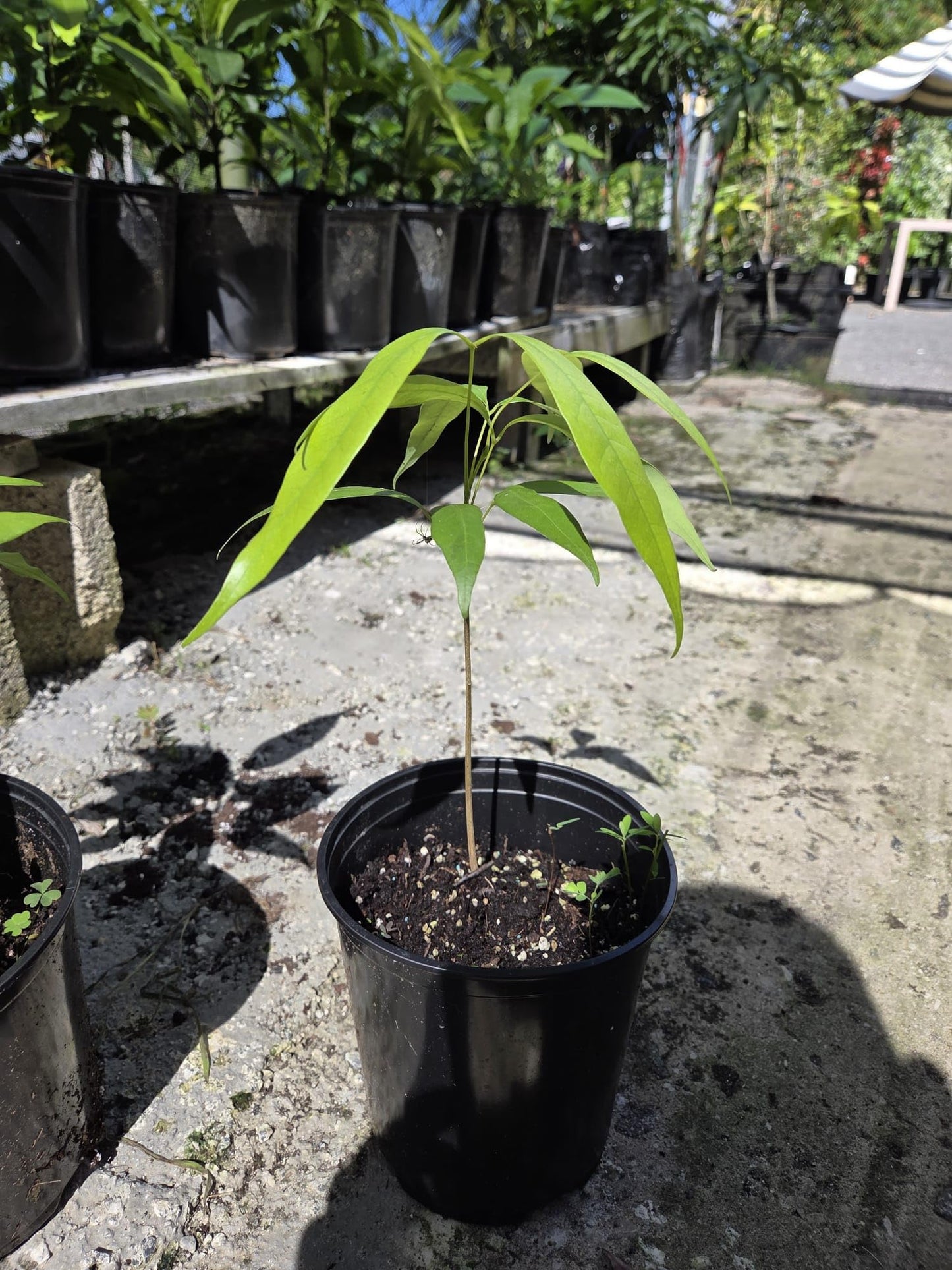Lychee Fruit Tree Live Plant, Litchi chinensis, Seed Grown 8-12 Inch, Tropical Fruit Tree for Outdoor Growing, USDA Zones 9-11