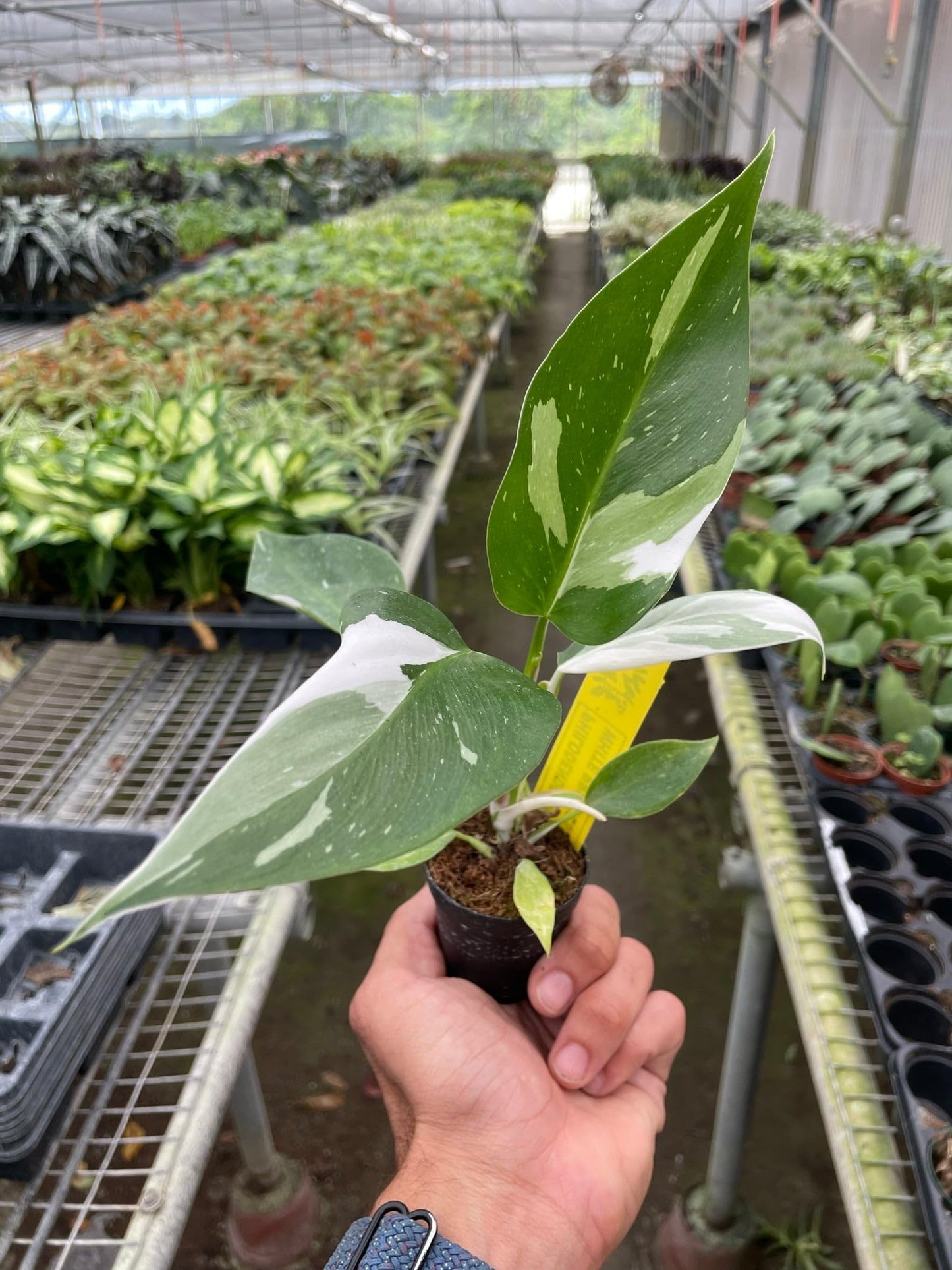 Philodendron 'White Princess' | Live Plant for Indoor & Outdoor | for Living Room, Office, Bathroom | (4" Pot)