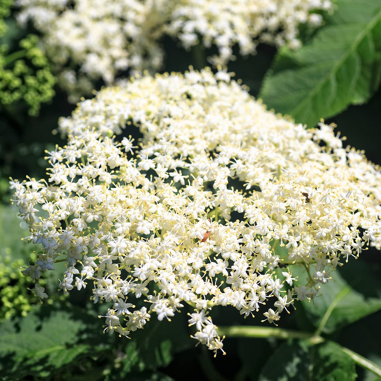 2 Black Elderberry Plants Live to Grow 6 to 12 Inch Tall, American Elderberries Bush, Berry Fruit Tree