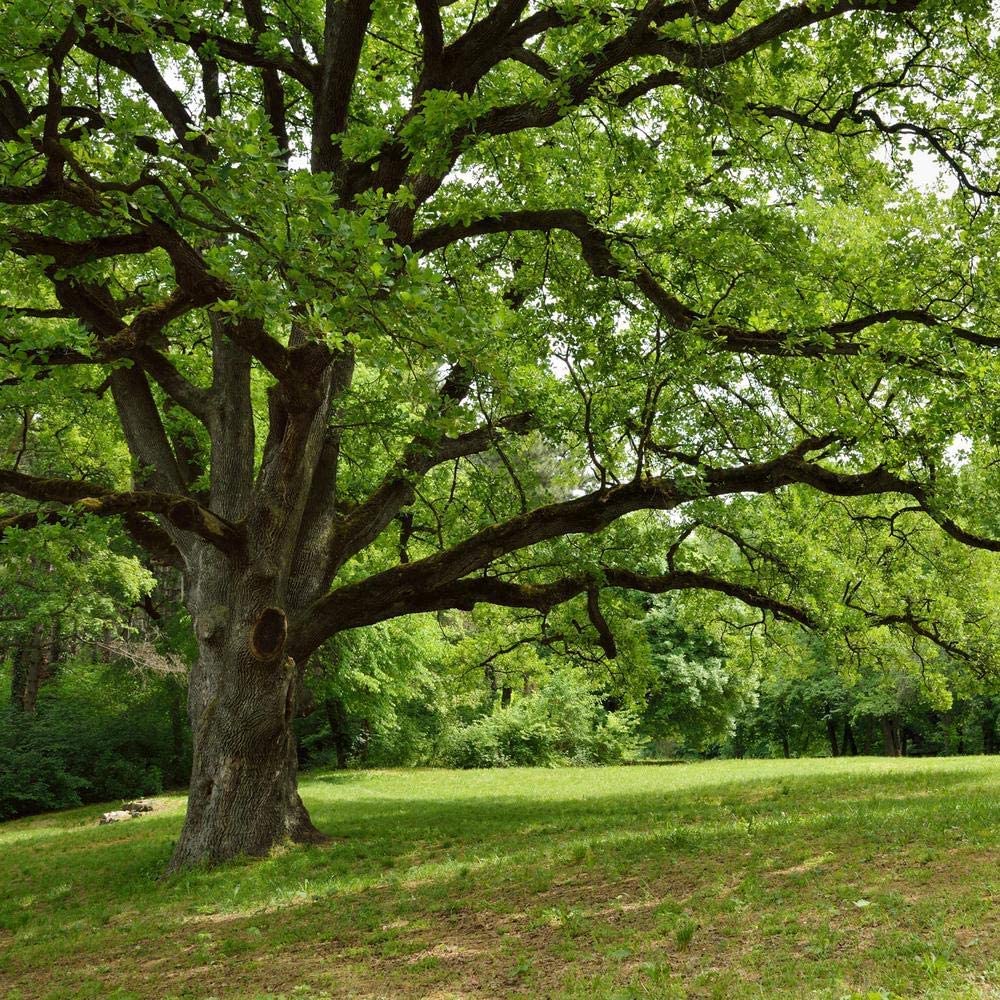 Southern Live Oak Tree | Quercus Virginiana | 3 Live Plants | Durable Picturesque Shade Tree | Dark Green Foliage