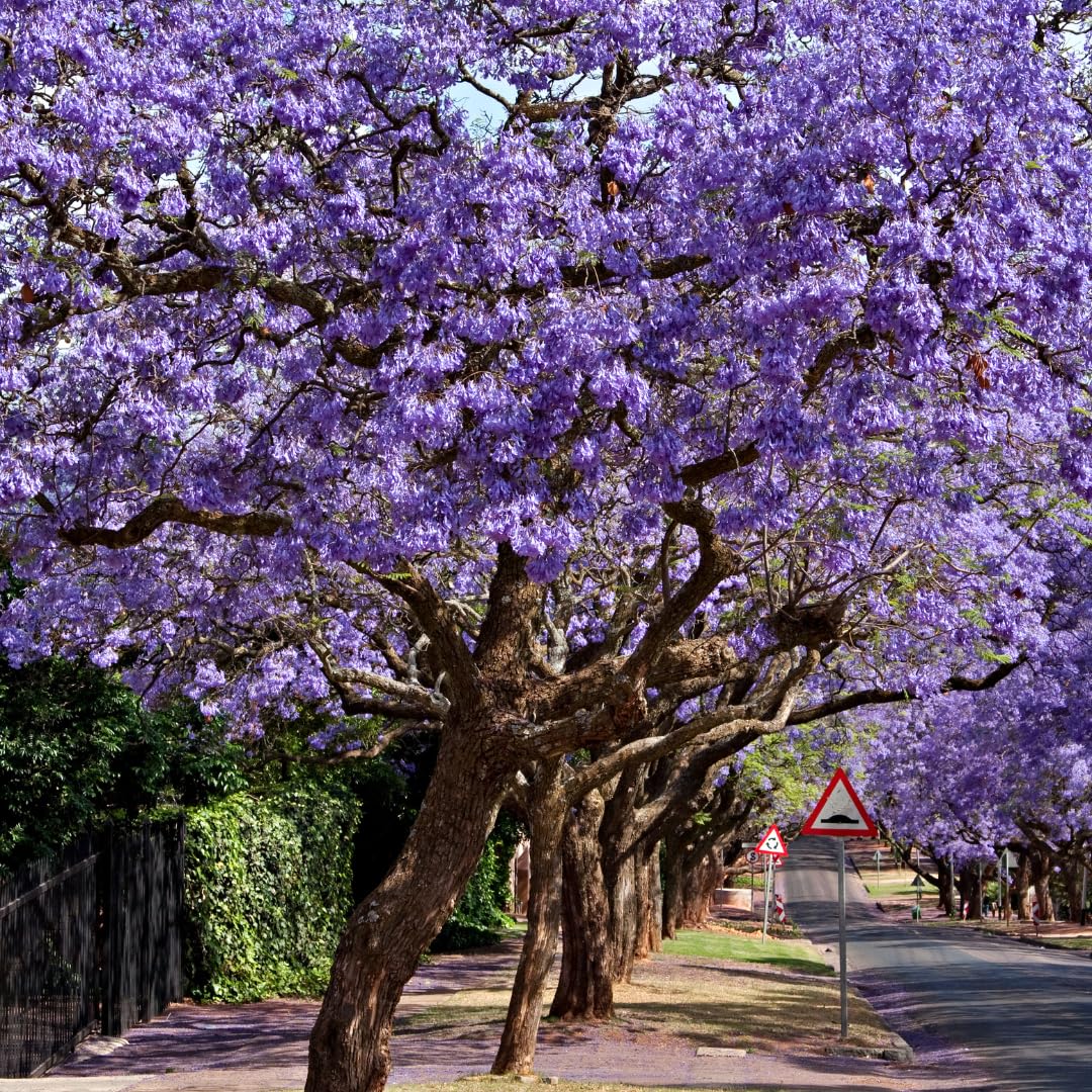Live Jacaranda Tree Plant, Purple Blue Flowering Jacaranda, 6-10 Inches Tall for Indoor or Outdoor Gardens
