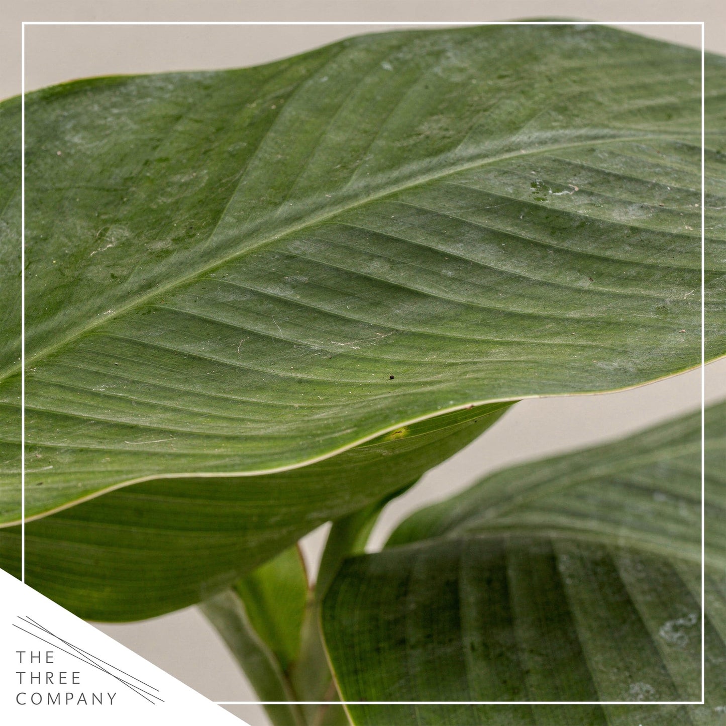 Live Hardy Banana Plant (Musa Basjoo) – Cold Hardy Tropical Perennial, Grows 6–10 Ft Tall, Fast Growing Outdoor Accent, Ships 15” Tall in 1.5 Qt Pot