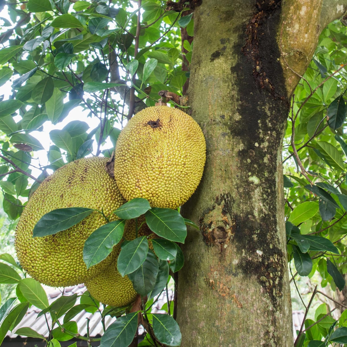 Jackfruit Tree Live Plant, 6-10 Inch Tall Jackfruit Tree in 4 Inch Pot, Hardy Tropical Fruit Trees Starter Plant Potted for Outdoors Garden