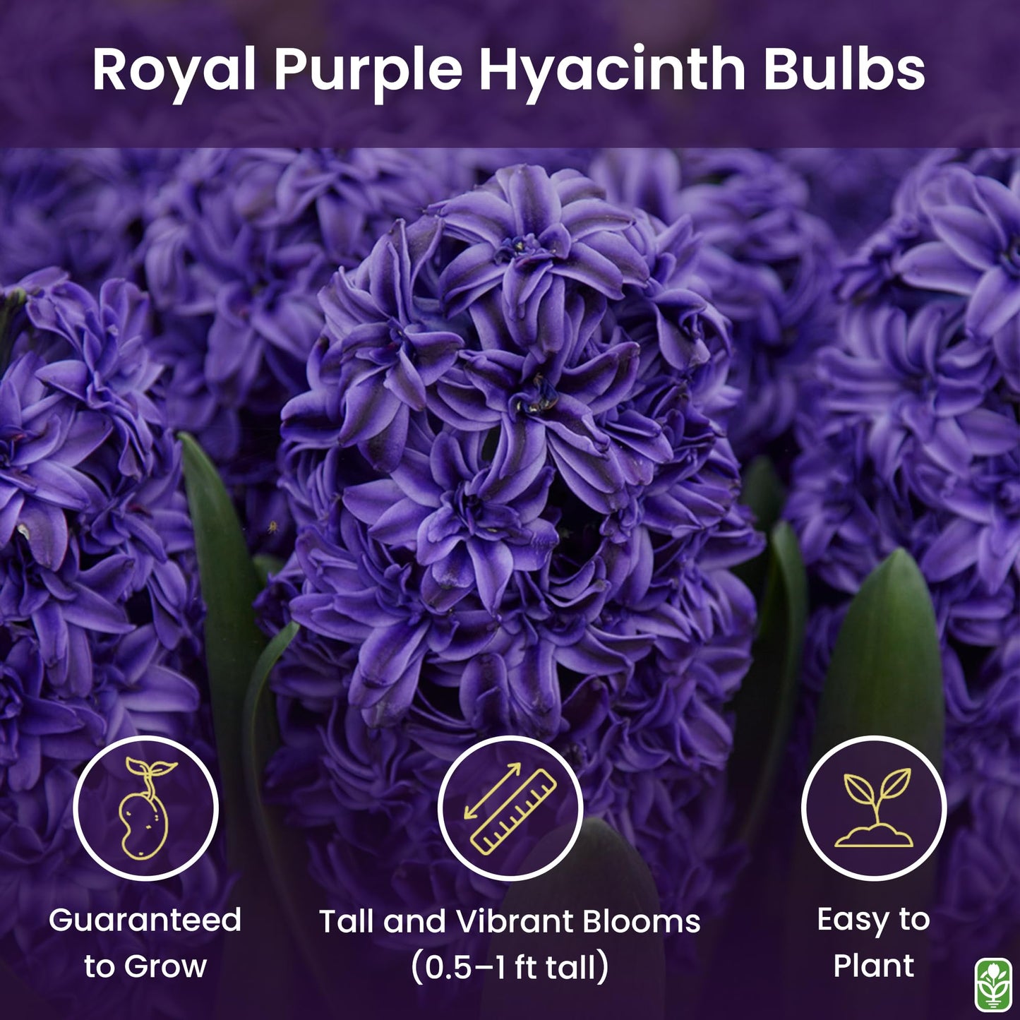 10 Royal Purple Hyacinth Bulbs - Peter Stuyvesant, 16-17 cm, Zones 4-10 (Pre-Chilling Required for Zones 8-10), Stunning Spring Blooms