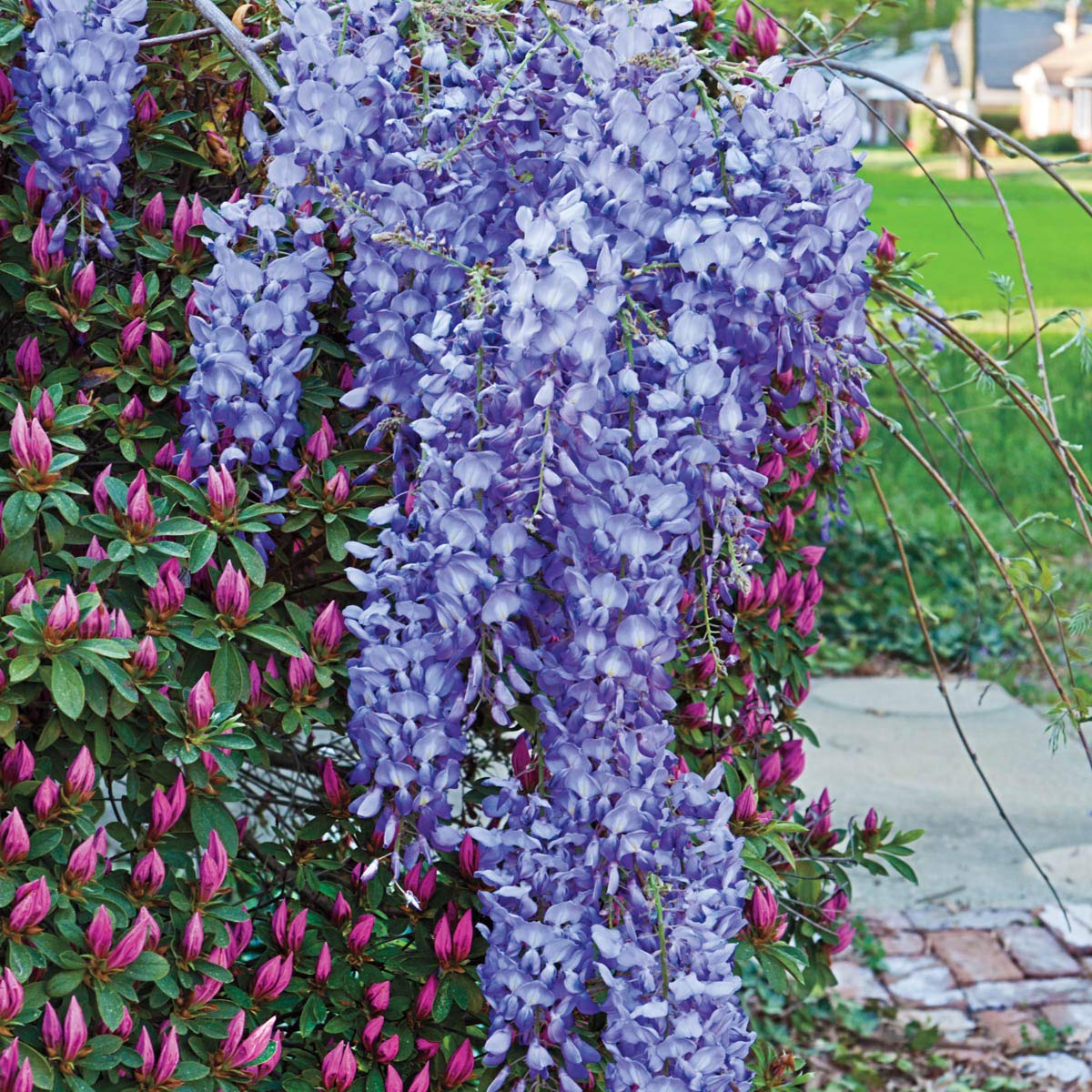 SPRING HILL NURSERIES - Blue Moon Reblooming Wisteria Flowering Vine - Extremely Hardy Vine That Blooms up to 3 Times per Year - Includes one Bare Root Plant per Offer