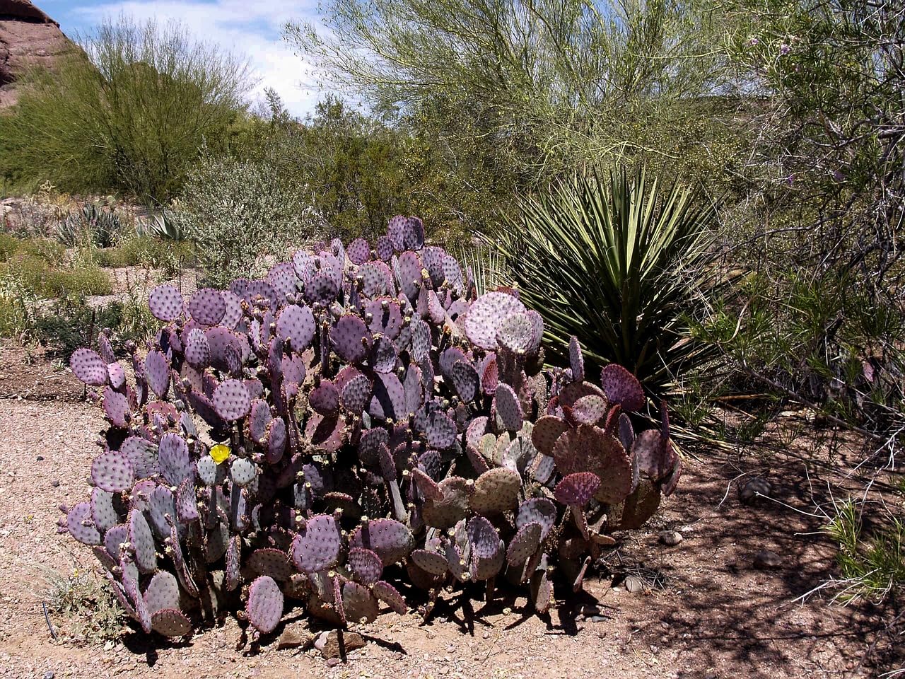 TWIGA Purple Prickly Pear Cactus 1 Pad Live Plant - Fresh and Vibrant Opuntia Genus Cactus Plants Live - Unique Purple Hue - Ready for Propagation - Ideal for Gardens or Indoor Spaces