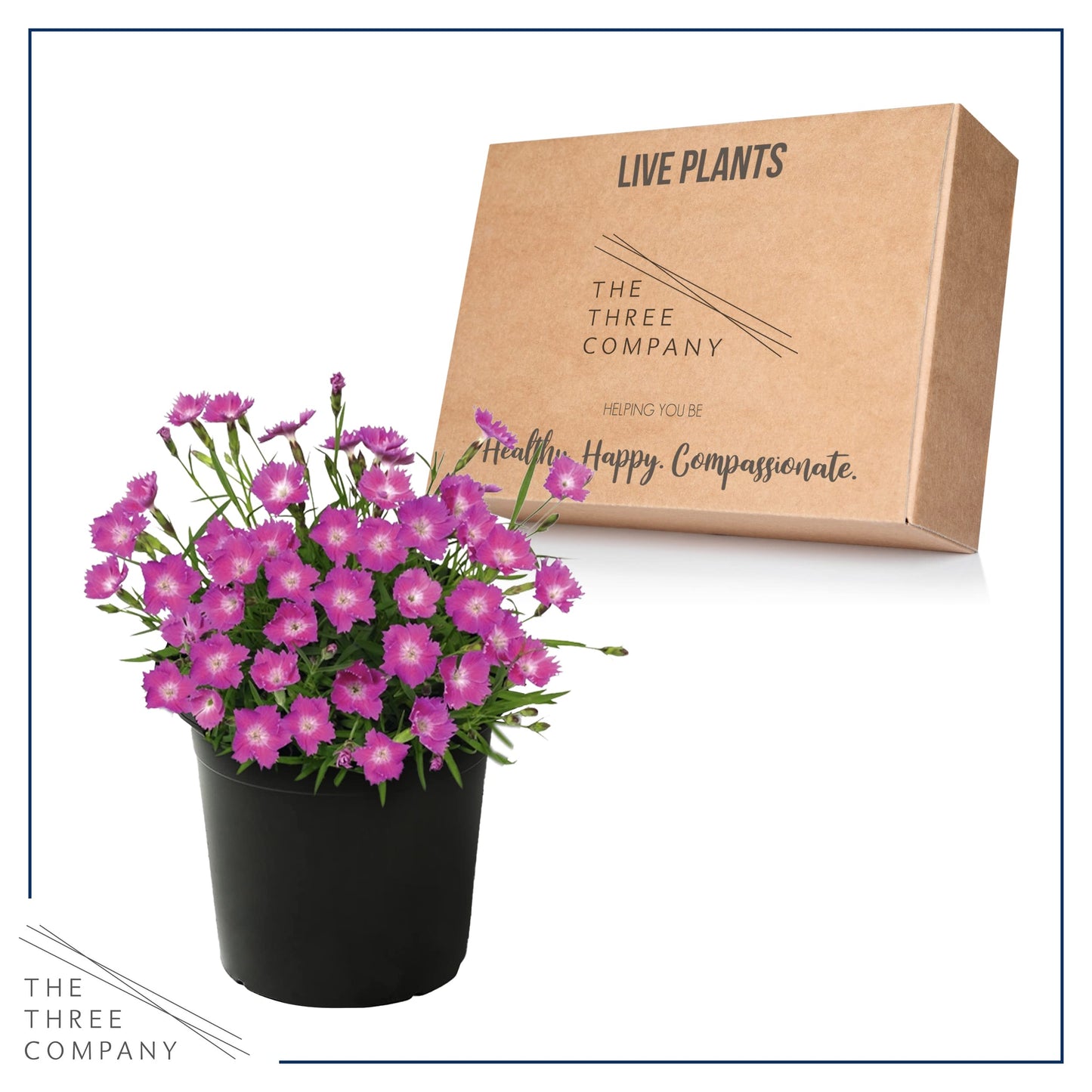 Live Dianthus - Kahori Pink - Fragrant Mounding Perennial - Healthy Spring Plant - 12" Tall by 6" Wide in 2.5 Qt Pot