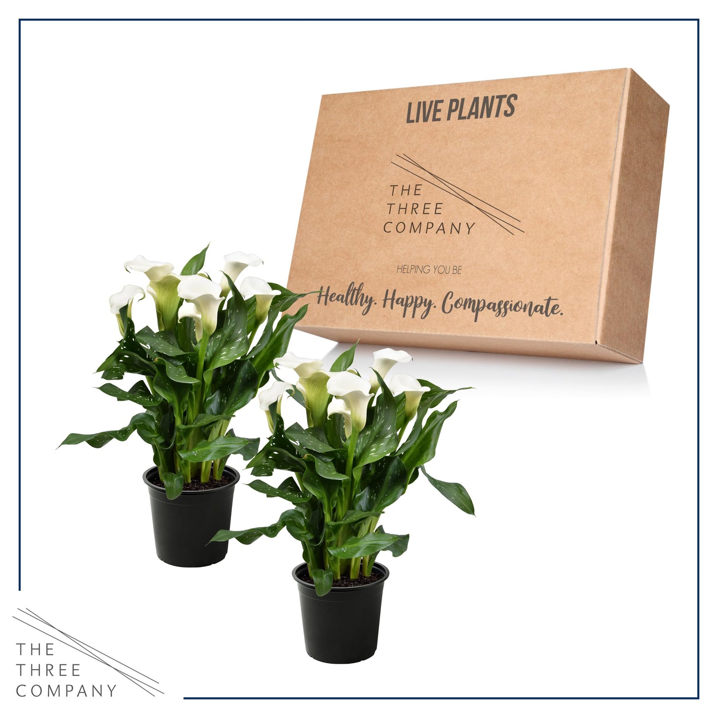 Live Flowering Calla Lily (2 Plants Per Pack) - White, 3+ Blooms - Beautiful Spring Perennial - 12" Tall by 5" Wide in 1 Qt Pot