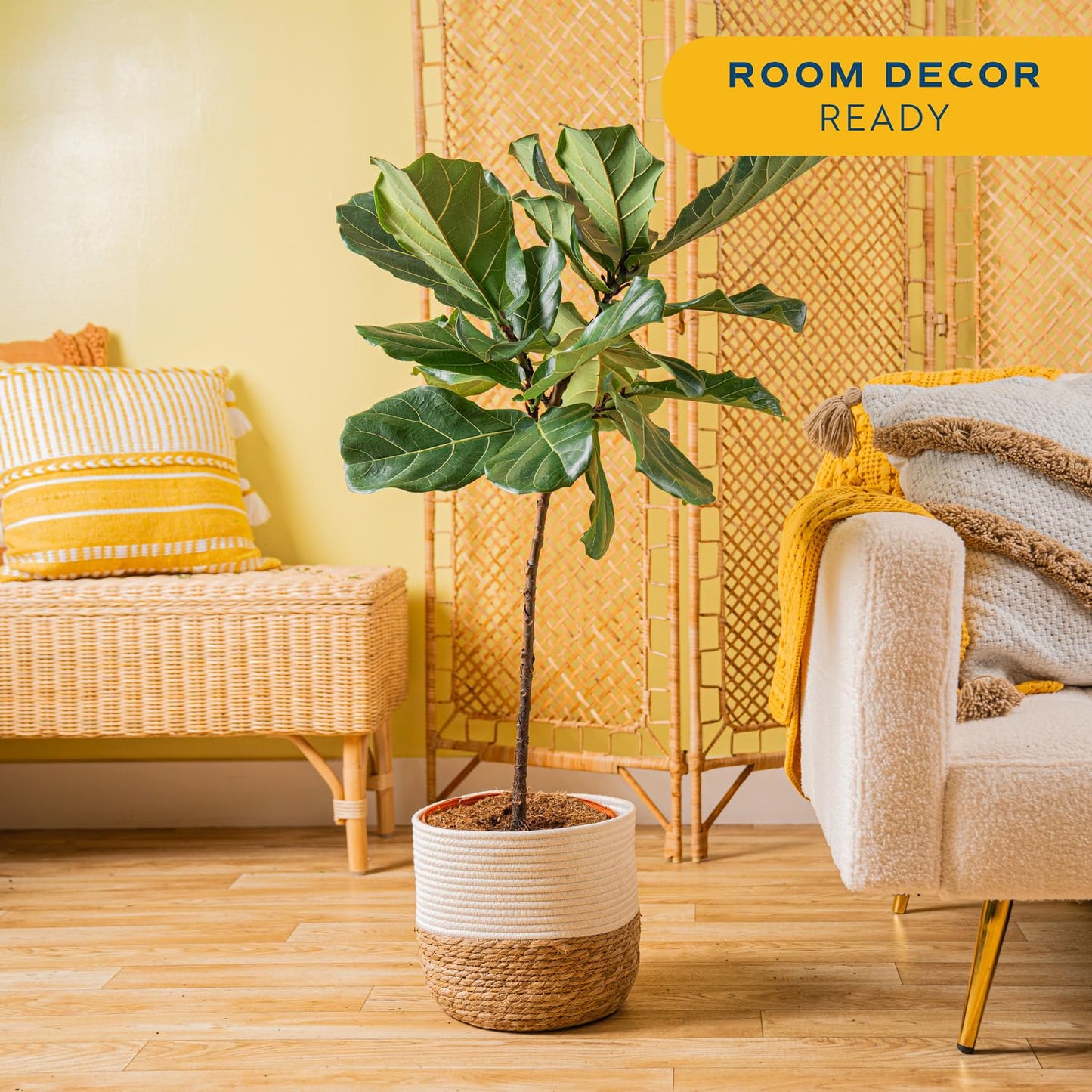 Costa Farms Fiddle Leaf Fig Tree, Ficus Lyrata Live Indoor Floor Houseplant in Decor Planter, Tropical Plant for Home Potted in Soil, Home and Office Decor, Housewarming Gift, 3-4 Feet Tall