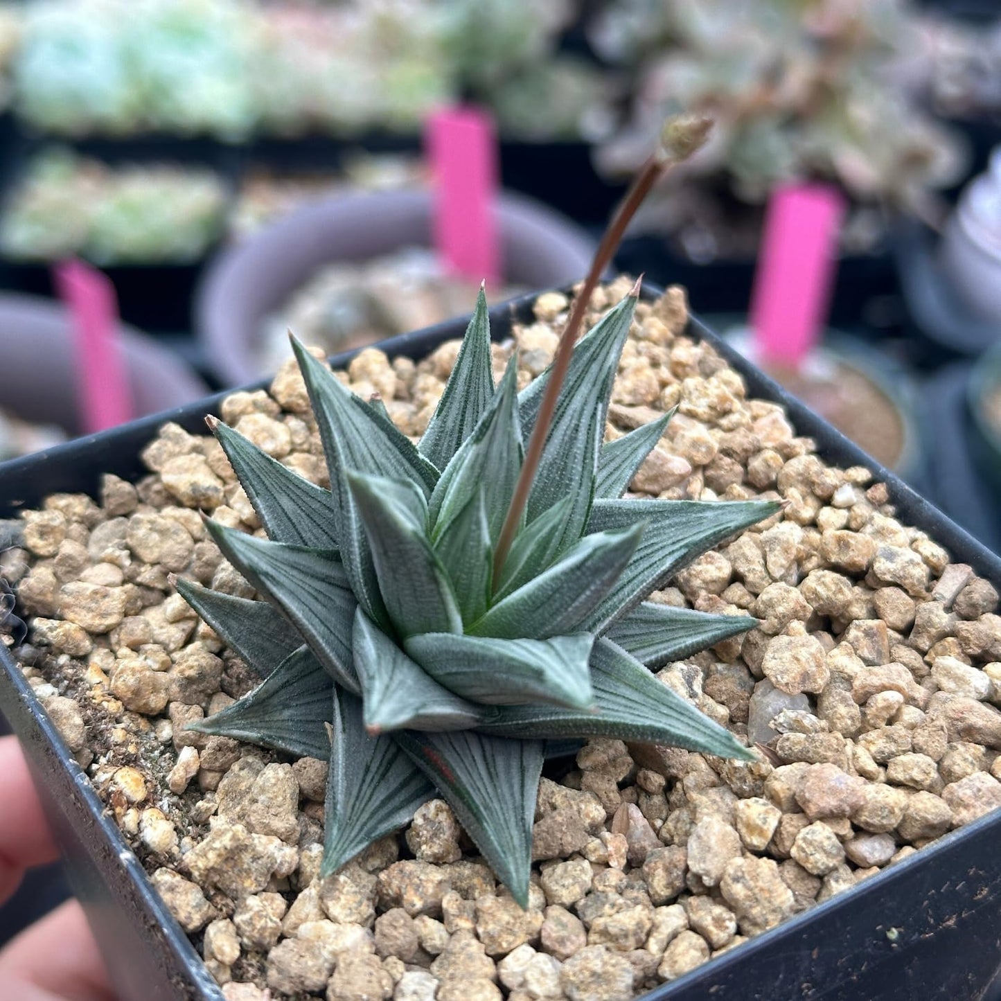 Rare Haworthia Ivory Tower White Variegata - Succulent Plants - Unique Varieties | Live Indoor Plants | Low-Maintenance | Great for Collectors, Home, Office, and Gifts
