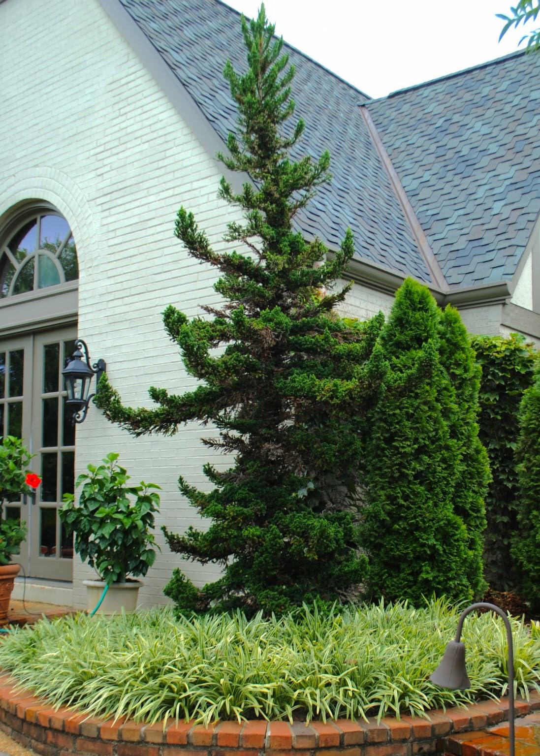 Live Plant - 2 Black Dragon Japanese Cedar Trees - Live Plants - 6-12" Tall - Quart Pots