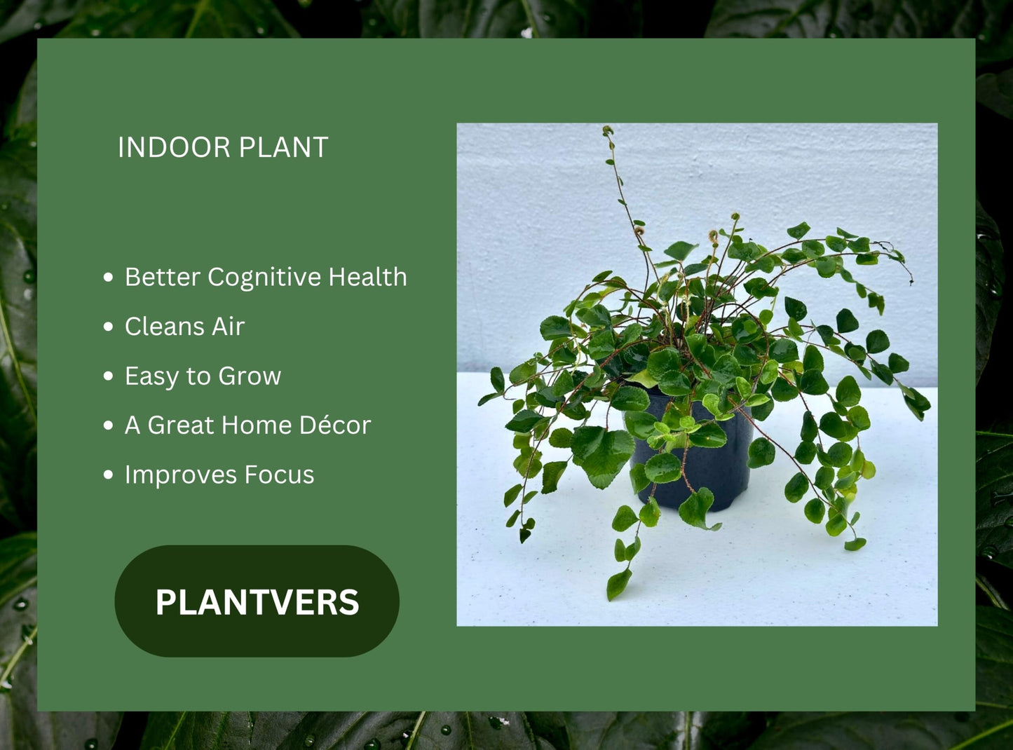 PLANTVERS Live Fern Plant in 4-Inch Grow Pot | Easy Care Indoor Houseplant | Button, Bird’s Nest (Plain), Lemon Button, Bird Nest & Staghorn | Low Maintenance Greenery (4" - Grow Pot (A))