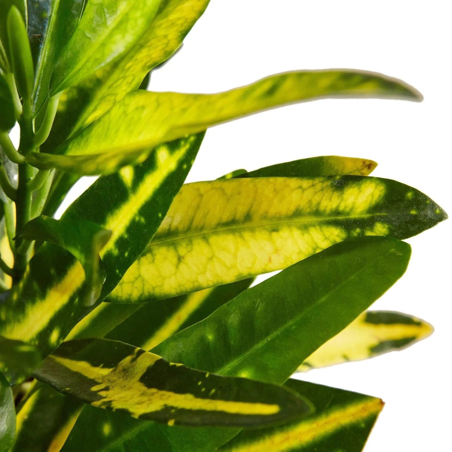 Croton 'Sunny Star' | Live Plant for Indoor & Outdoor | for Living Room, Office, Bathroom | (4" Pot)