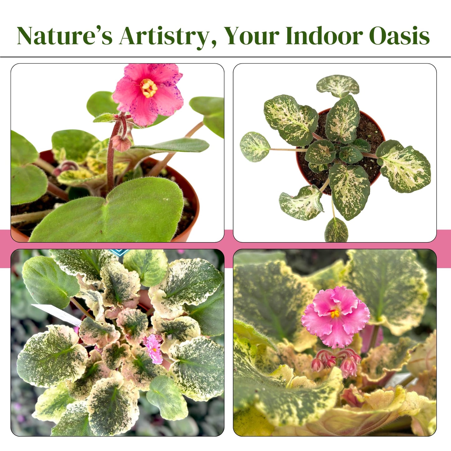 Live Plant Assorted African Violets 4" - Easy to Care and Grow Air Purifying Indoor House Plants - Rare African Violets Plant - Flowers for Home Office Room Decor & Giftable(Heat Pack Included)