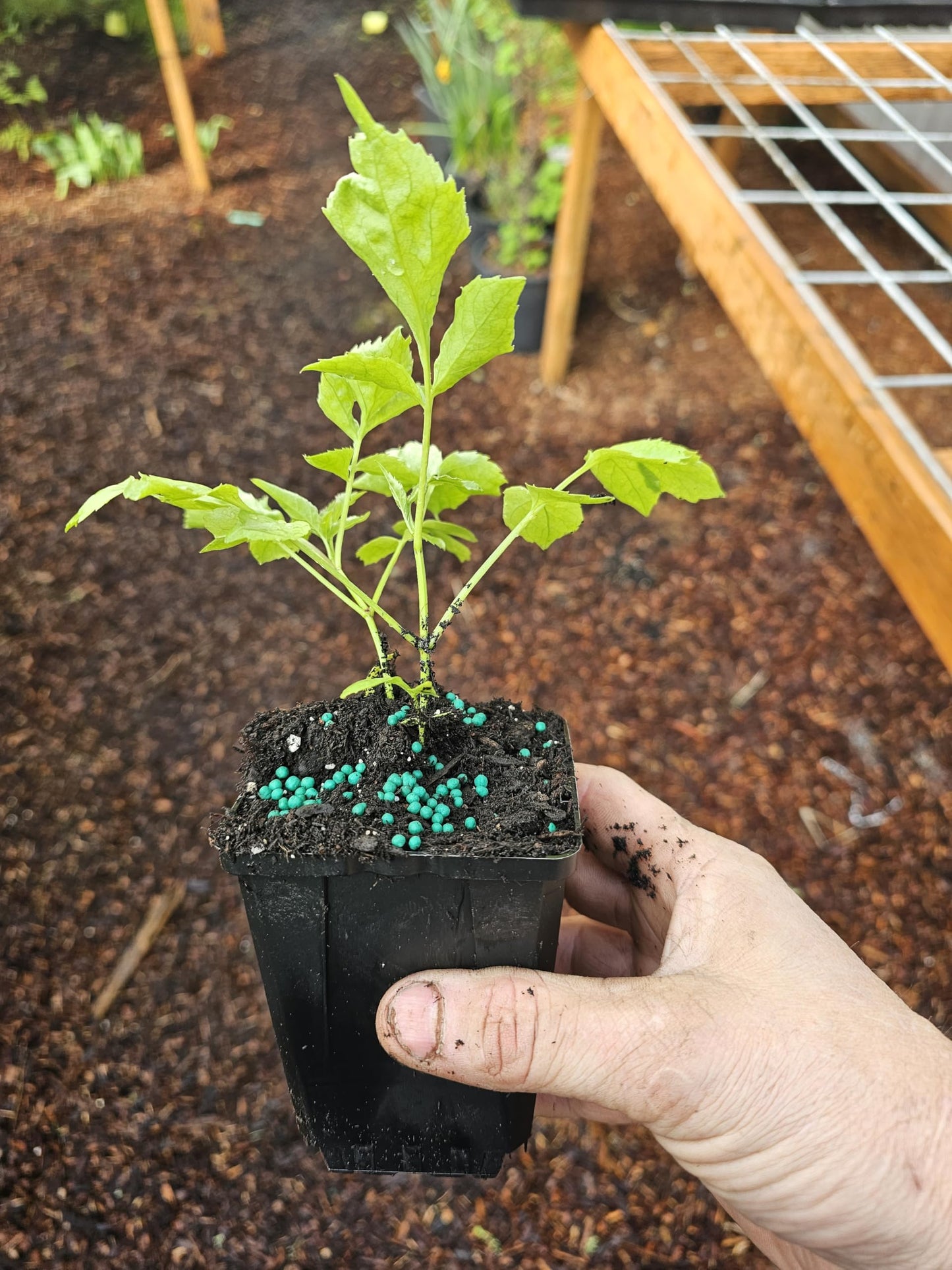 2-Pack Live Black Elderberry Tree Rooted in 4" Pot, edble Berry Bush Plant