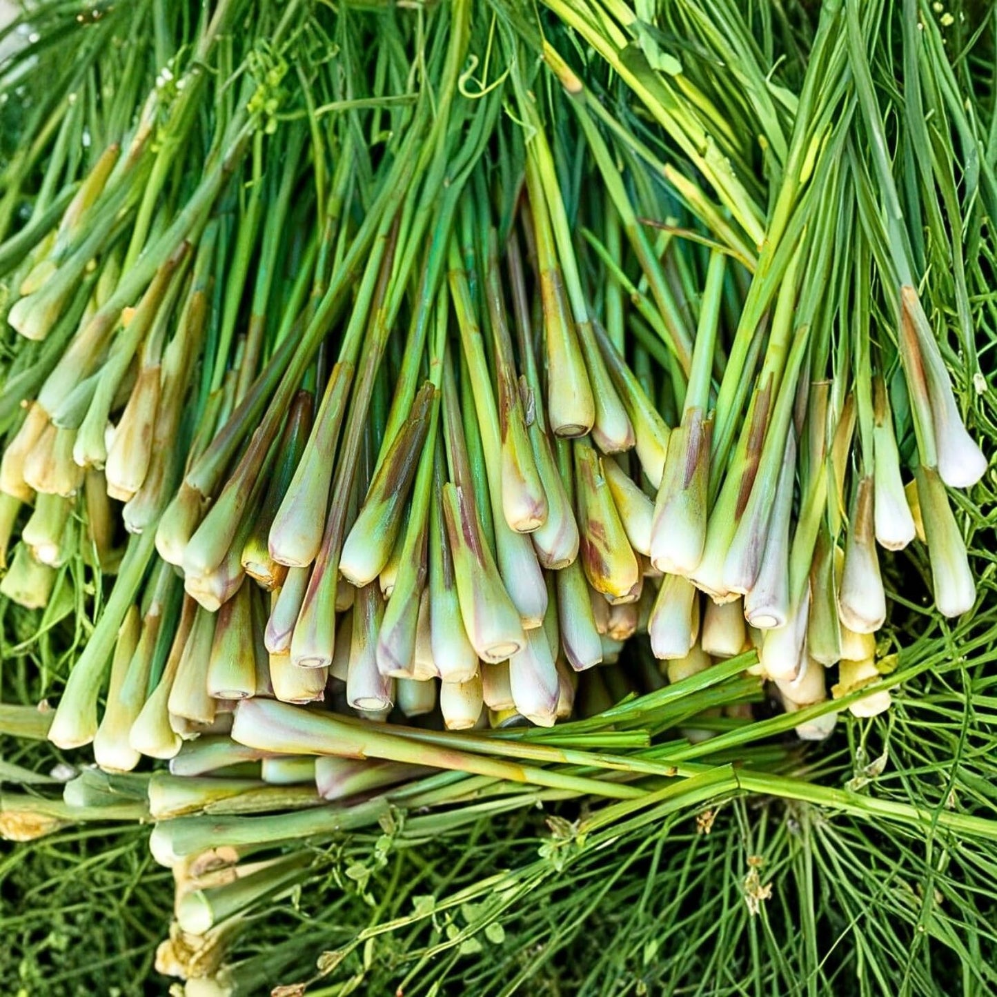 8 Lemongrass Plants Live, Well Rooted Lemongrass Stalks, 4-8 Inches, Fresh Lemon Grass Herbs for Garden Containers Growing