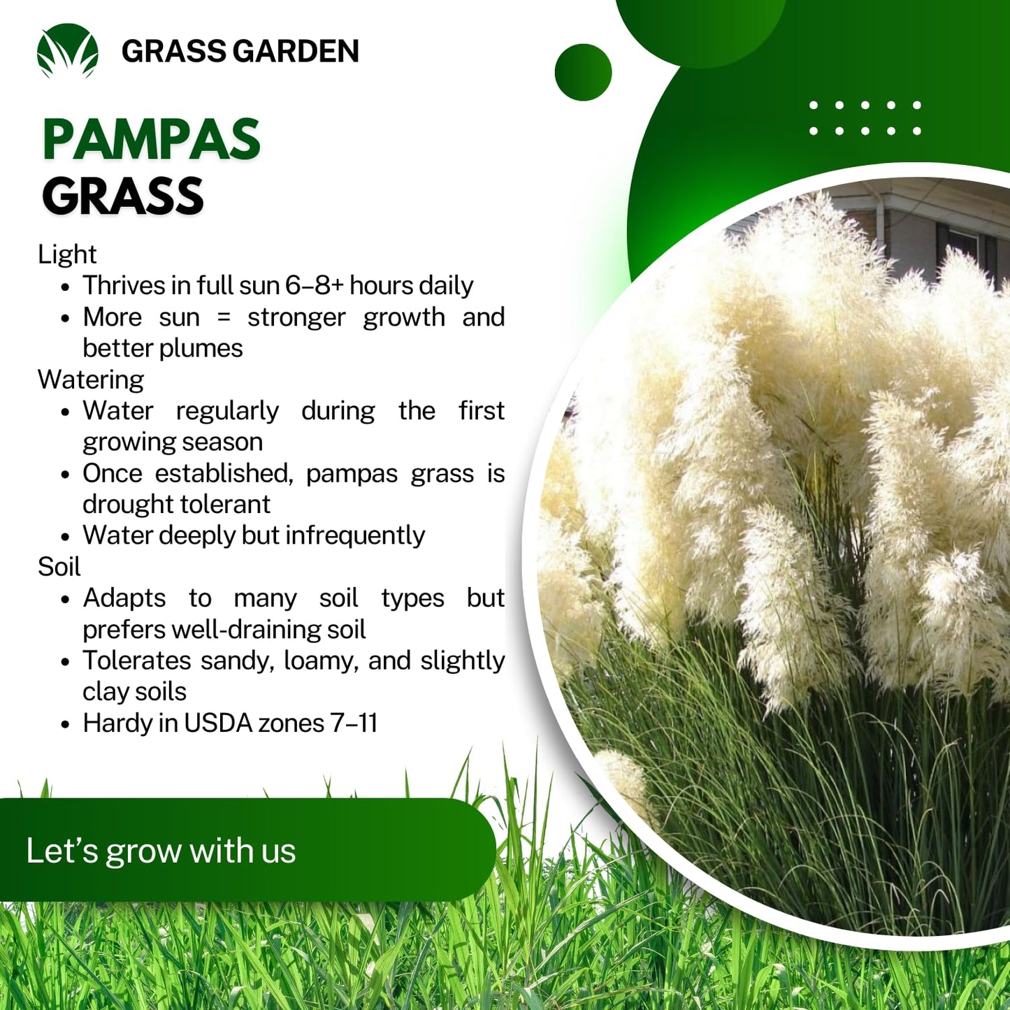 2 White Pampas Grass Plants Live, 5-9 Inch Tall, Ornamental Grass Live Plants for Outdoor Landscaping