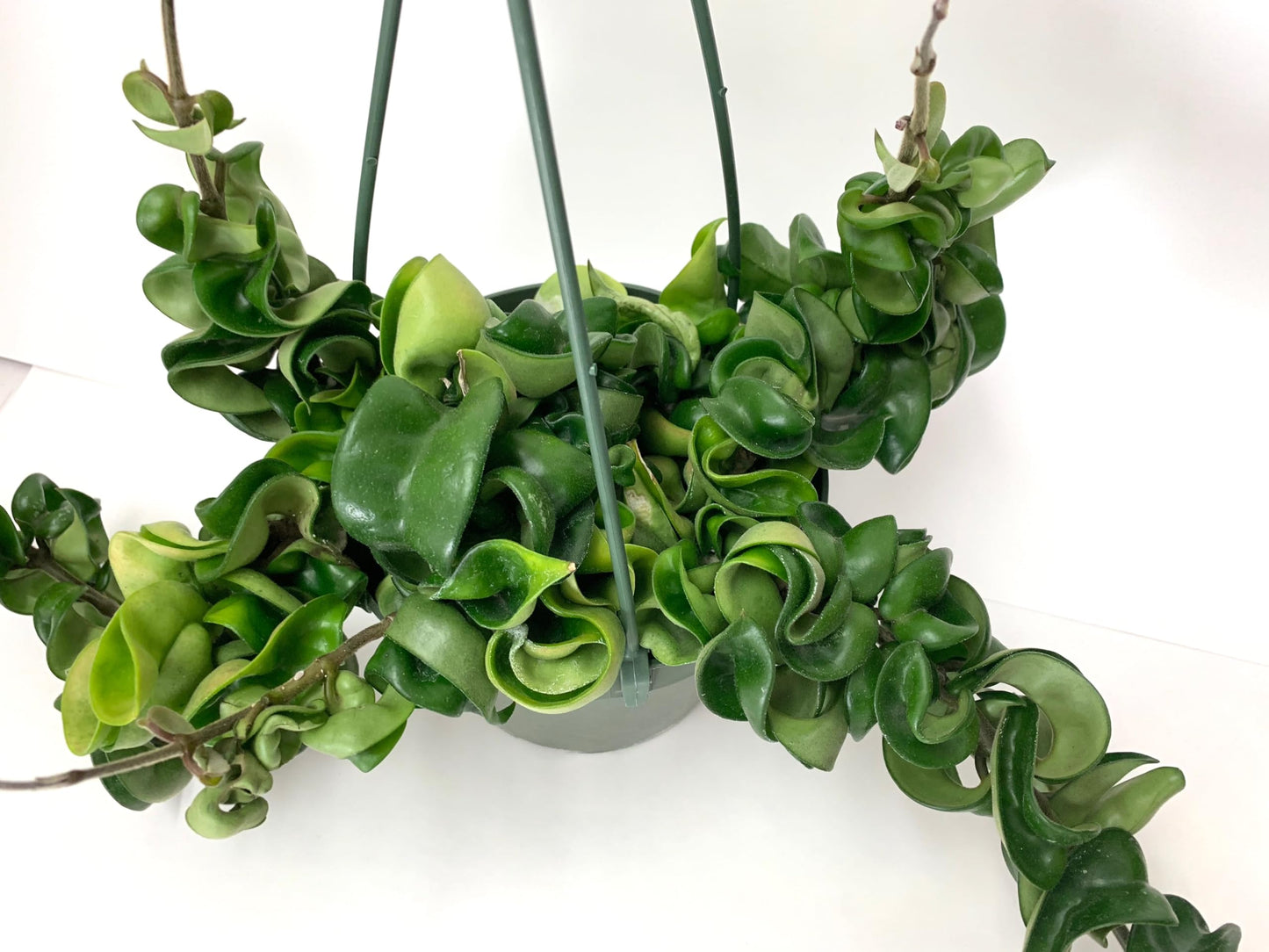 Hoya Compacta aka Hoya Hindu Rope Available in Large 6" Hanging Pot - Live Hoya Plant Air-Purifying Vine (XXL 6" Hanging Pot, Vines 1-3ft Long)