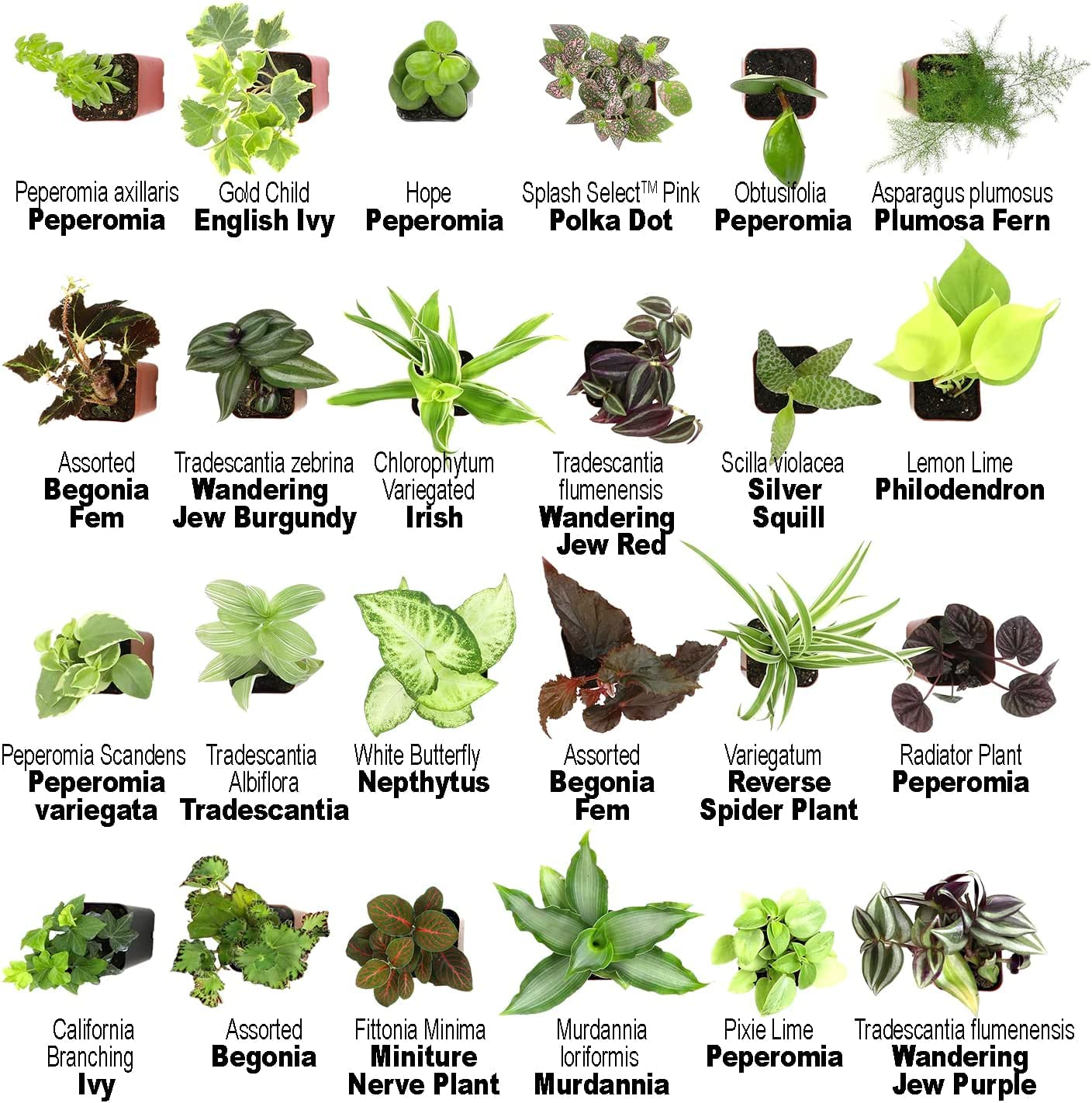 Altman Plants Live Houseplants (6PK), Indoor Plants for Delivery Prime, Live Plants and Gardening Gifts for Plant Lovers, Planters for Indoor Plants with Potting Soil, Live House Plants Indoors Live