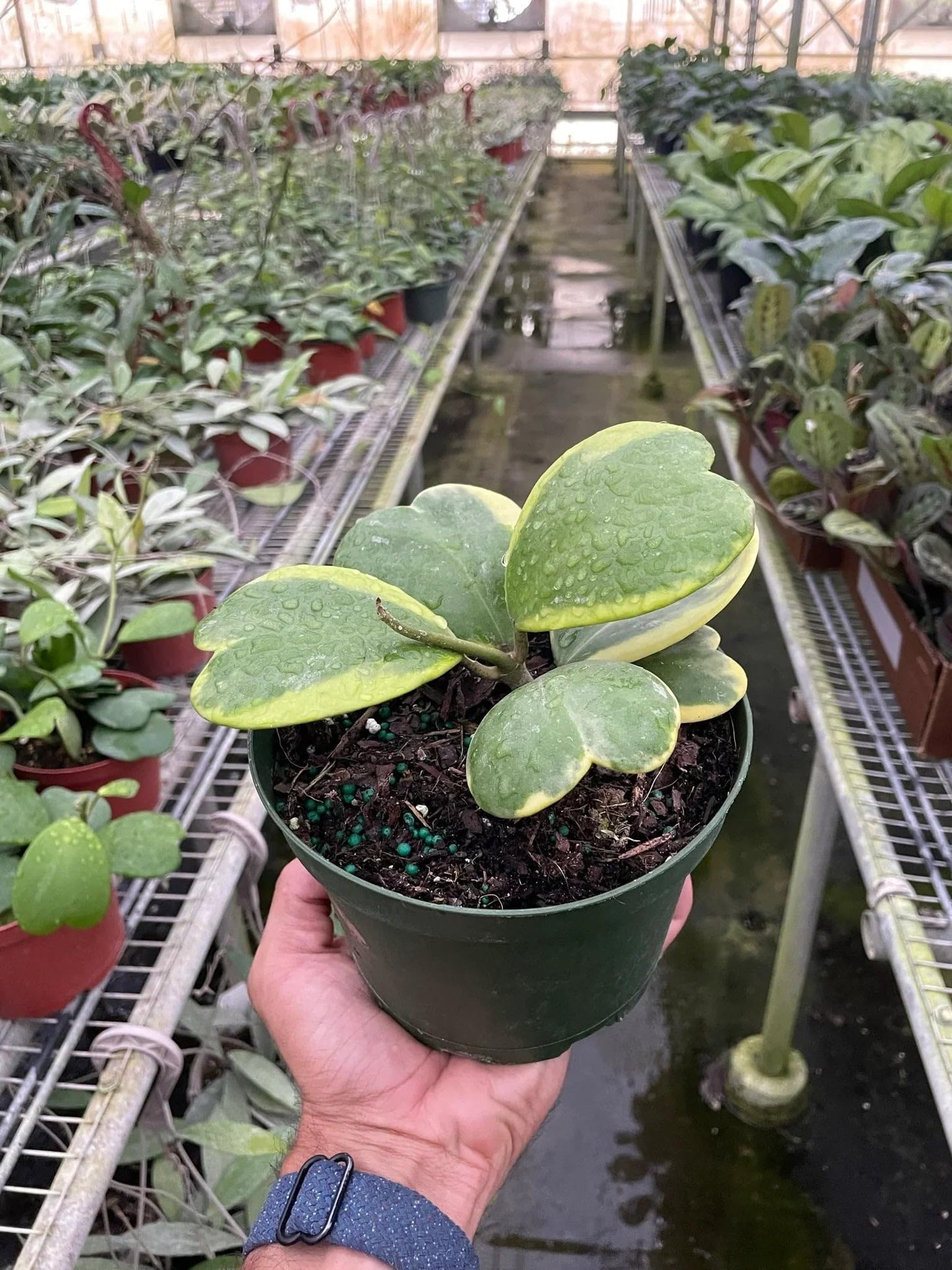 Hoya 'Sweetheart Variegated' | Live Plant for Indoor & Outdoor | for Living Room, Office, Bathroom | (3" Pot)
