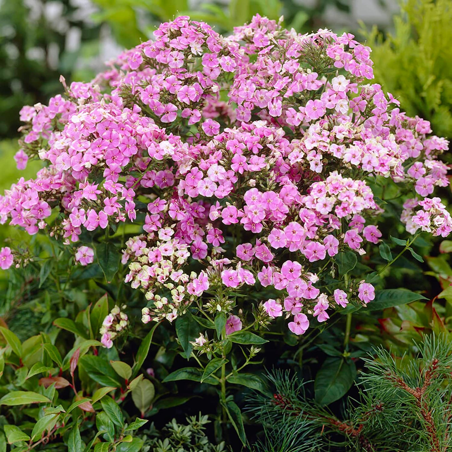 Van Zyverden Tall Phlox Paniculata Starburst Set of 5 Roots