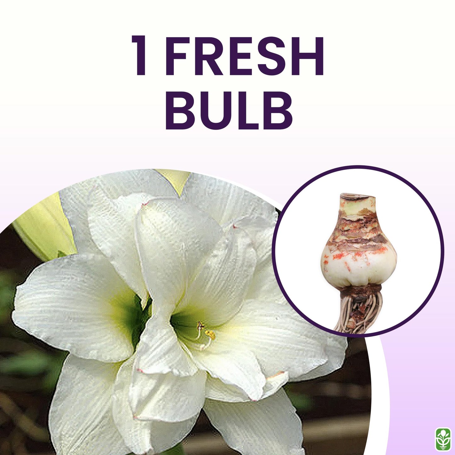 Alaska Triple White Amaryllis Bulb – Large Bulb for Planting, 4-8 Blooms, 16–24" Tall – Elegant Indoor & Outdoor Plant – Ideal for Seasonal Decor – Low-Maintenance Amaryllis Bulb (Not in Wax)