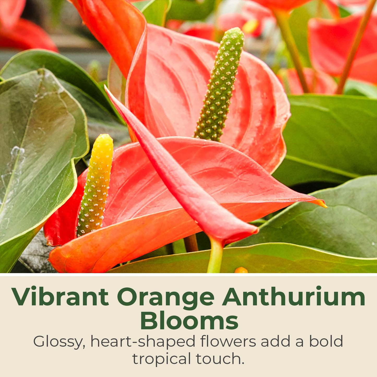 Lace Leaf Anthurium aren't You Orange Plant - Compact Anthuriums Live Plants for Indoors & Outdoors - Versatile & Adaptable Anthurium Flowering Plants - Ideal for Tabletops, Desks, and Indoor Spaces