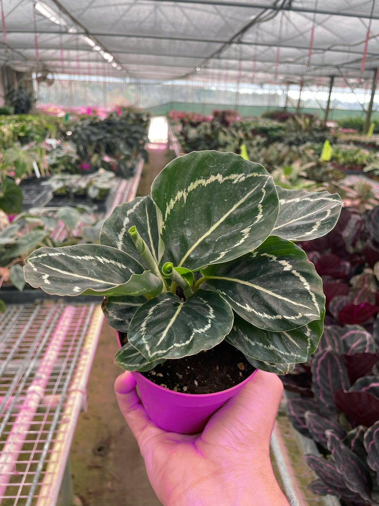 2 Pack Calathea 'Green Goddess' in 4in Pot - Live Tropical Houseplant - Easy to Grow | Air Purifying | Pet Friendly | Variegated | USA Growers | The Snobby Leaf