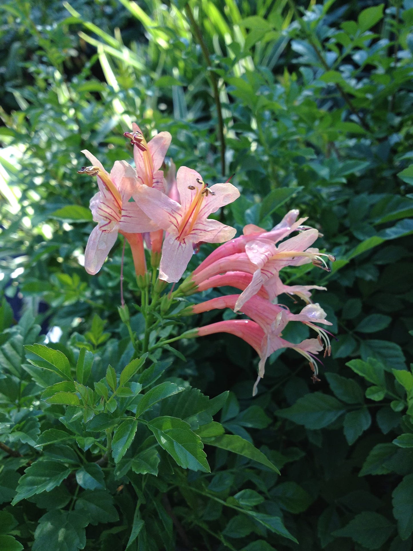 Mango Honeysuckle - Tecoma capensis -Live Semi-Tropical Plant - Peach Flower - Emerald Godess Gardens - Starter Sz 4 Inch Pot